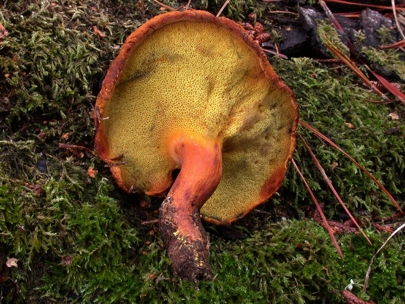 Pulveroboletus lignicola