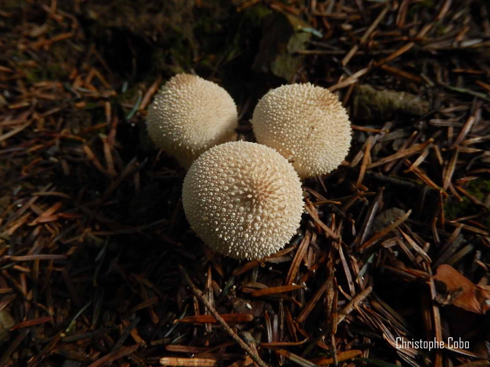 AMB MOURGOUEILH 160917 11  lycoperdon perlatum