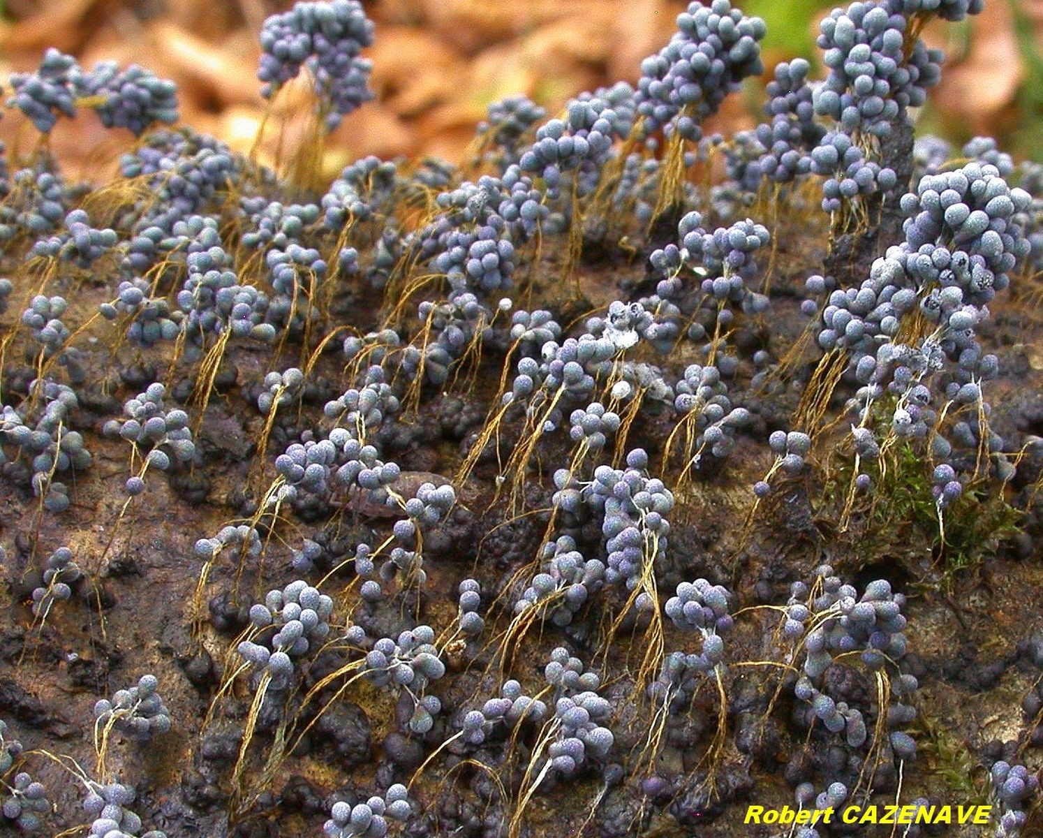 Badhamia utricularis 13 10 2017 MOURGOUEIL 1