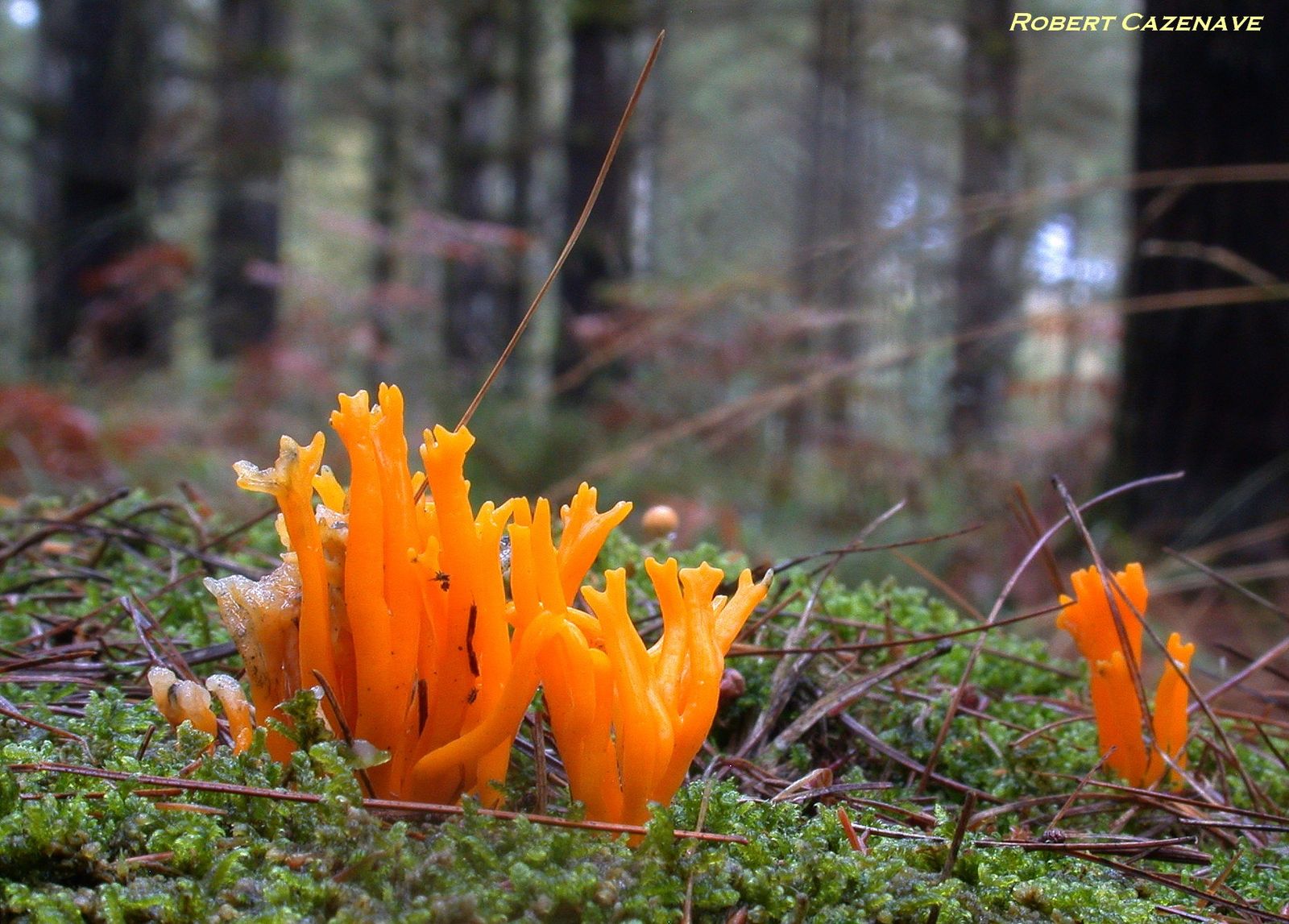 Calocera viscosa 11 11 2017 OSSUN