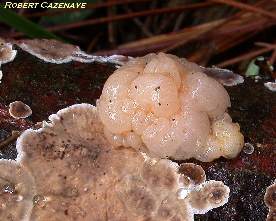 Tremella encephala sur Stereum hirsutum 11 11 2017 OSSUN