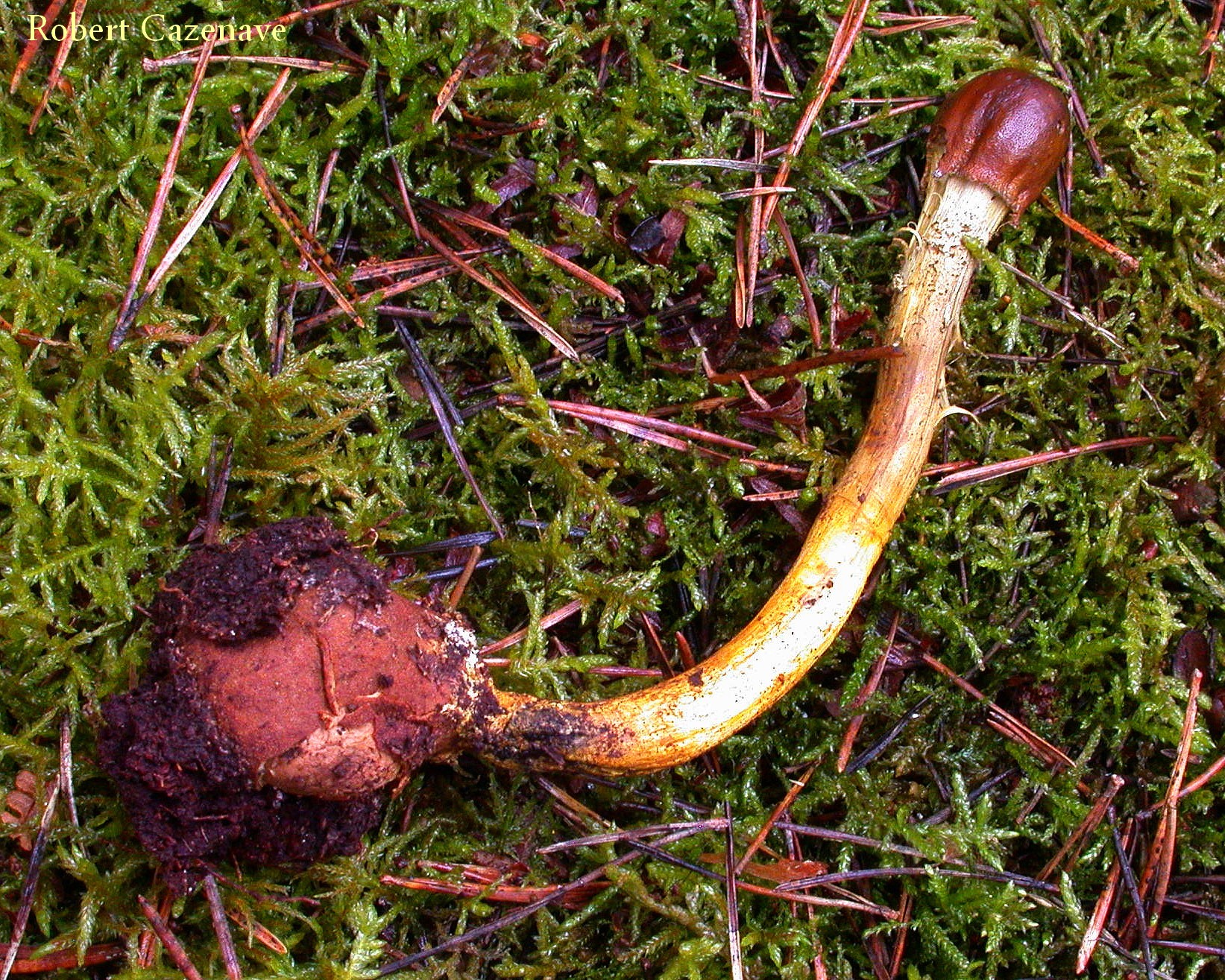 Cordiceps capitata sur Elaphomyces sp 12 09 2017 Puydarrieux