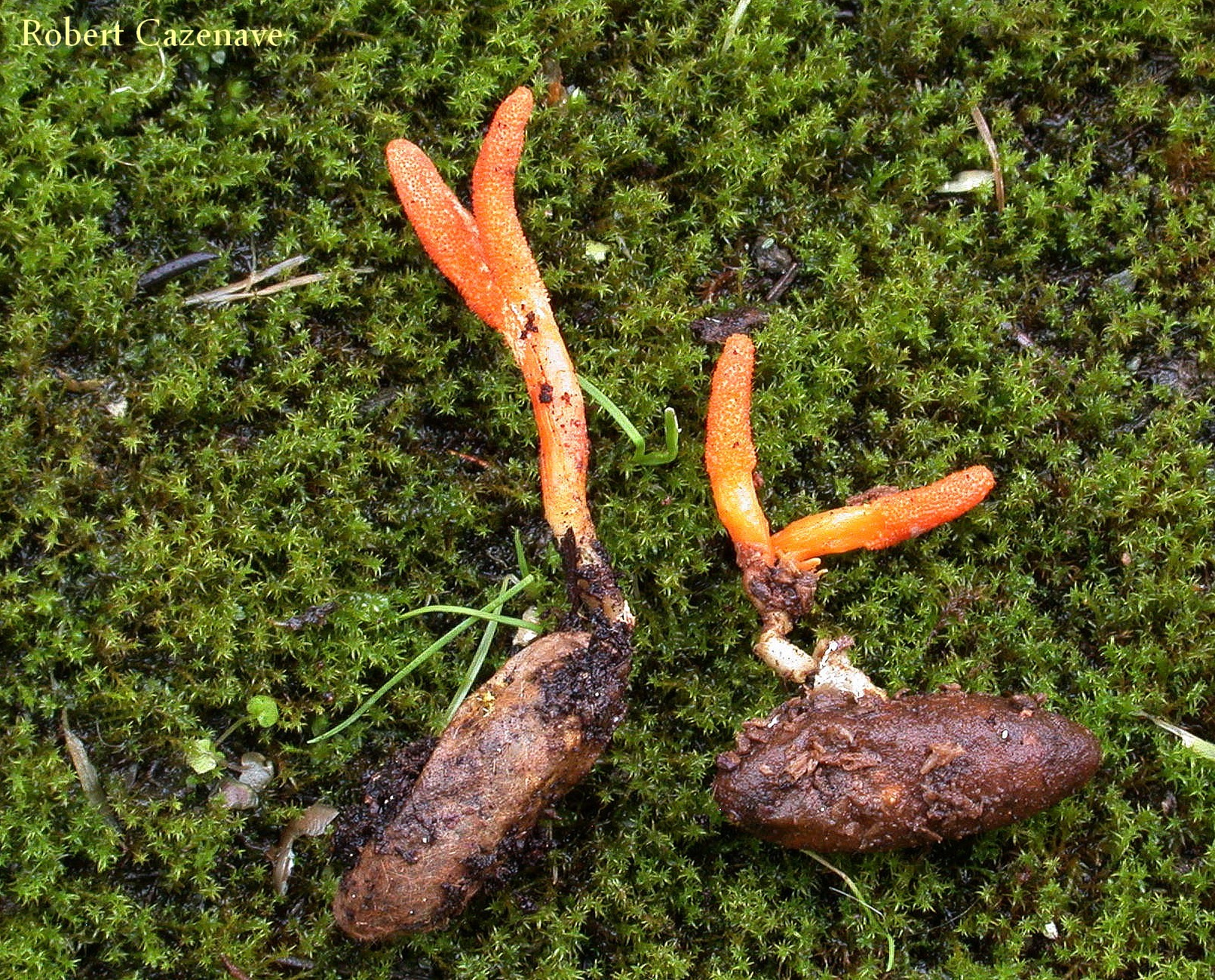 Cordyceps militaris 12 09 2017 Puydarrieux