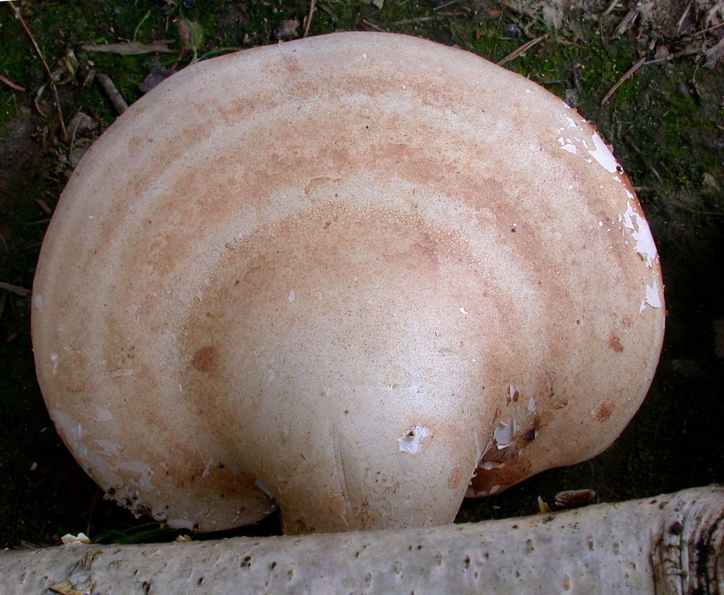 Piptoporus betulinus 04 03 2018 SOUYEAUX