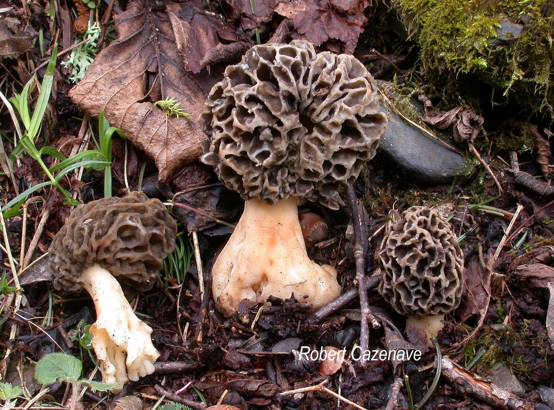 2018 04 14 Genos Morchella esculenta