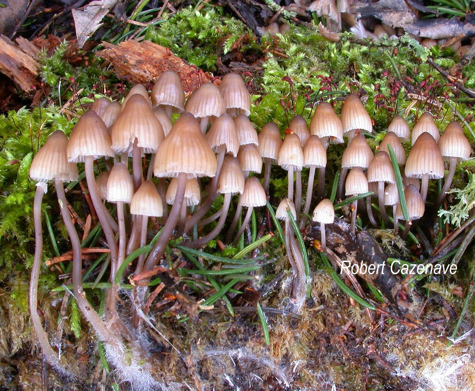 2018 04 14 Genos Mycena stipata 02