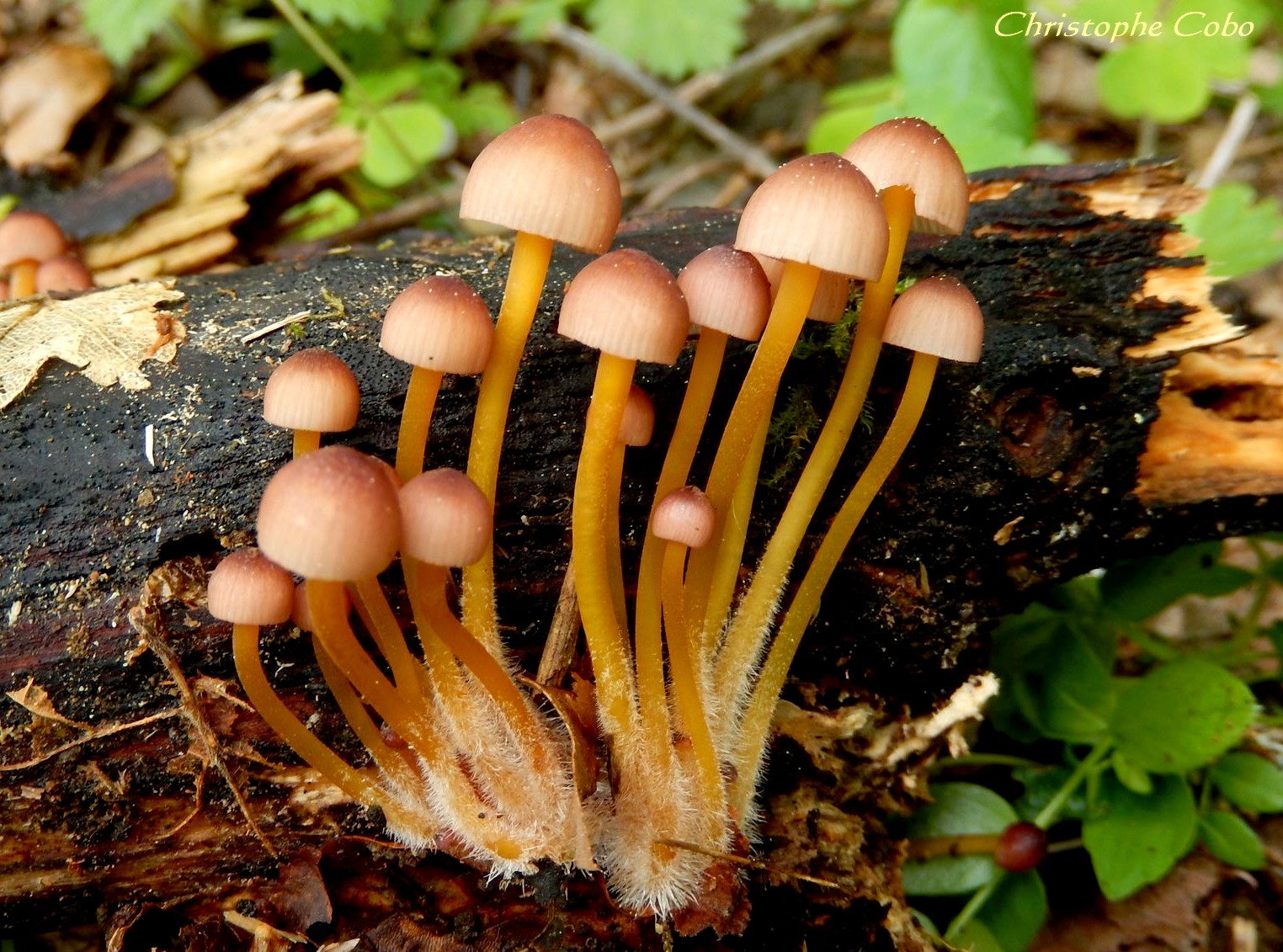 Mycena renatii 218 05 12 Bareilles