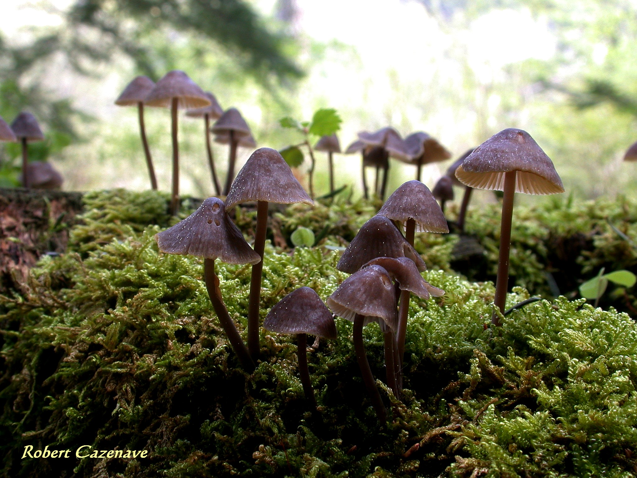 Mycena silvae nigrae 218 05 13 Pineta