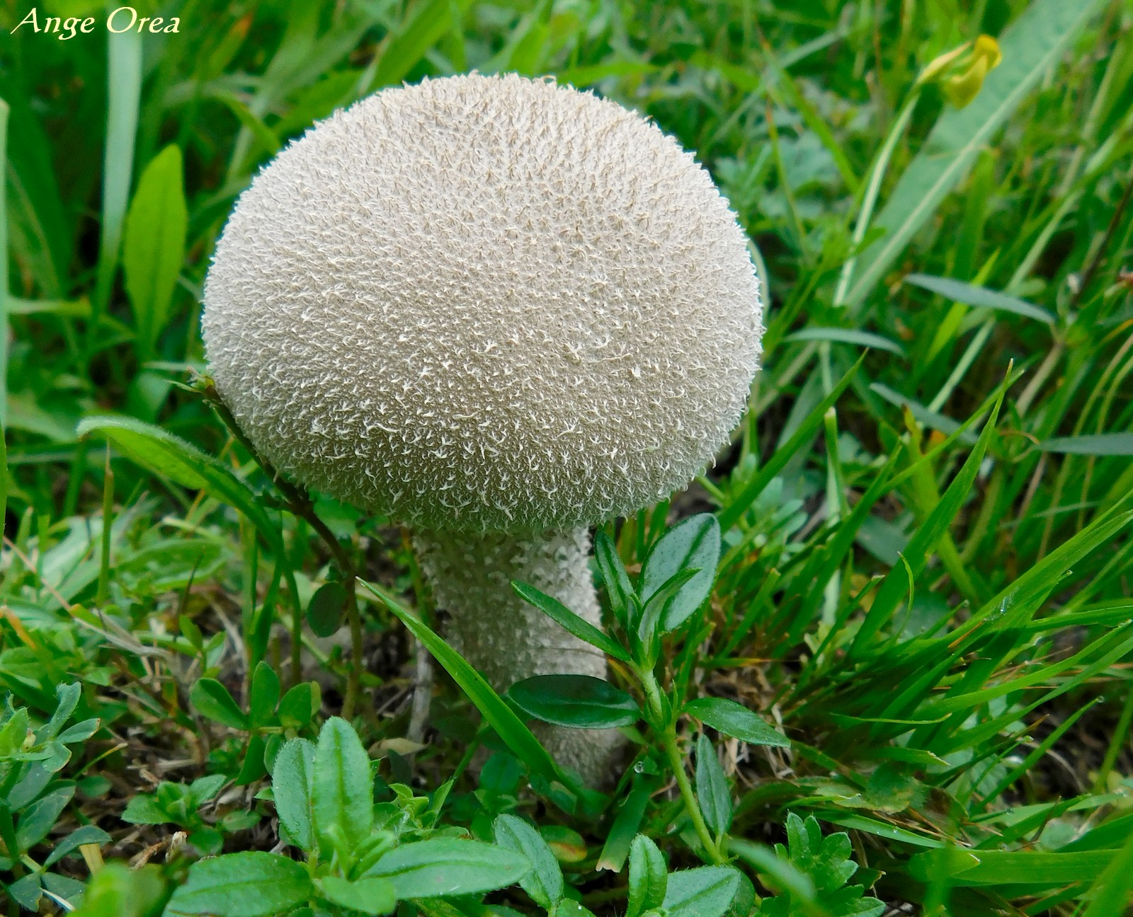 Calvatia excipuliformis 17 06 2018 Payolle