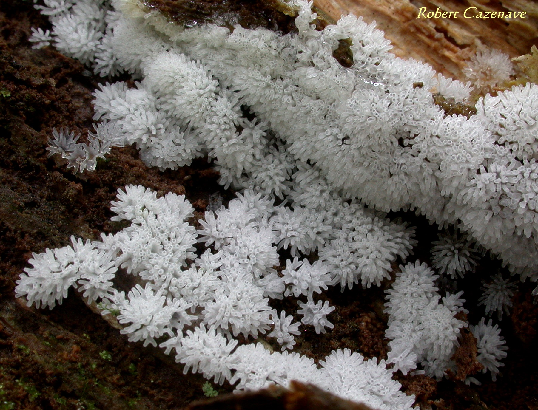 Ceratomyxa fruticulosa 17 06 2018 Payolle 4