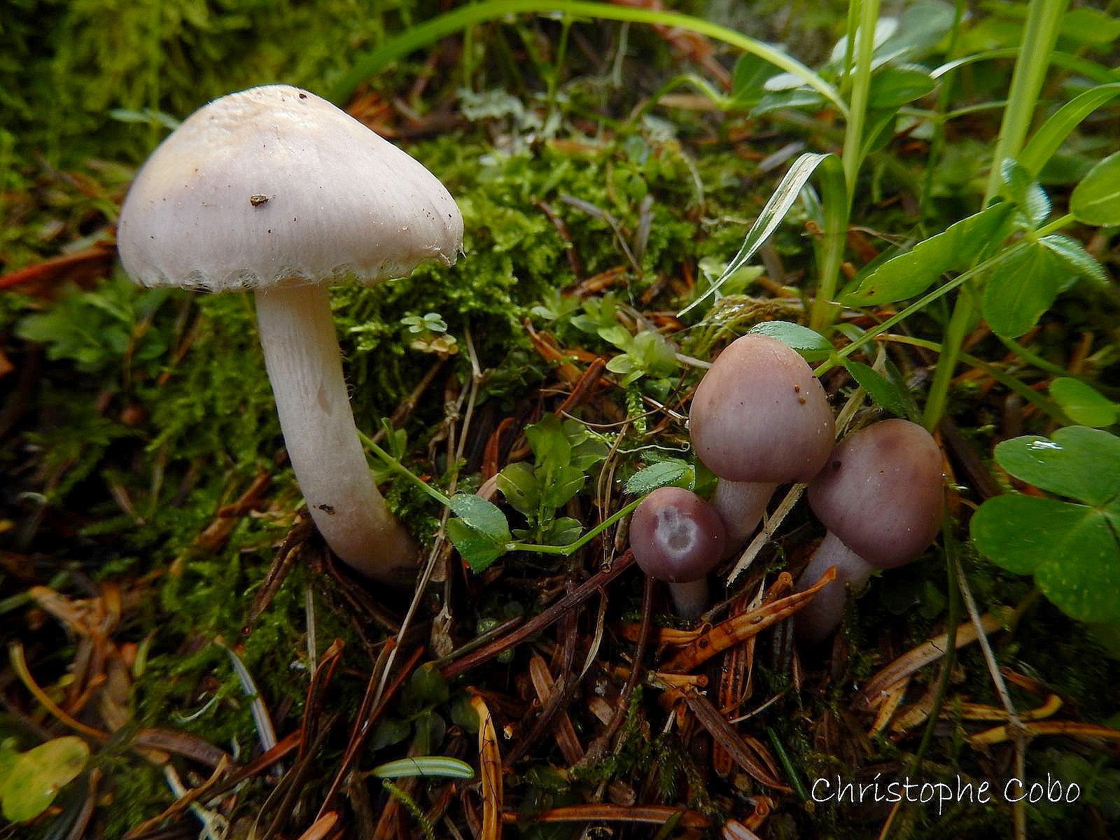 Inocybe  geophylla var. lilacina 17 06 2018 Payolle