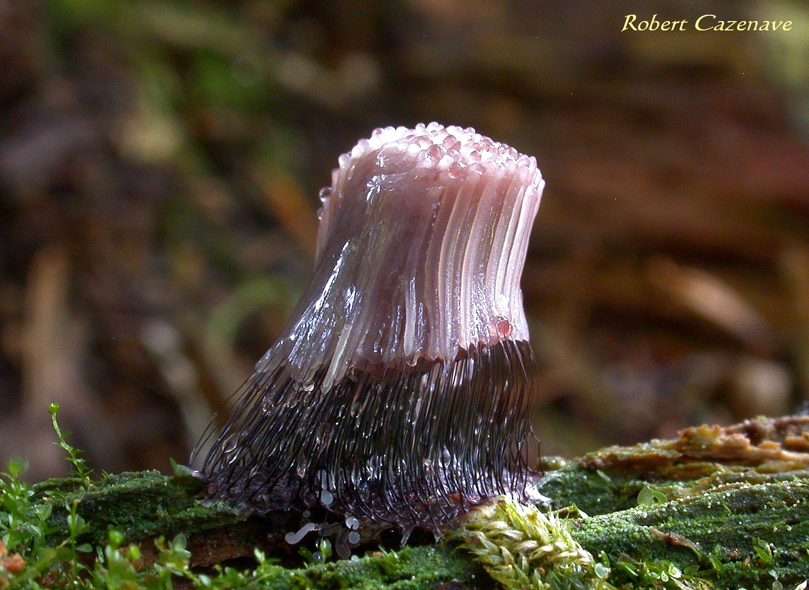 Stemonitis sp 17 06 2018 Payolle