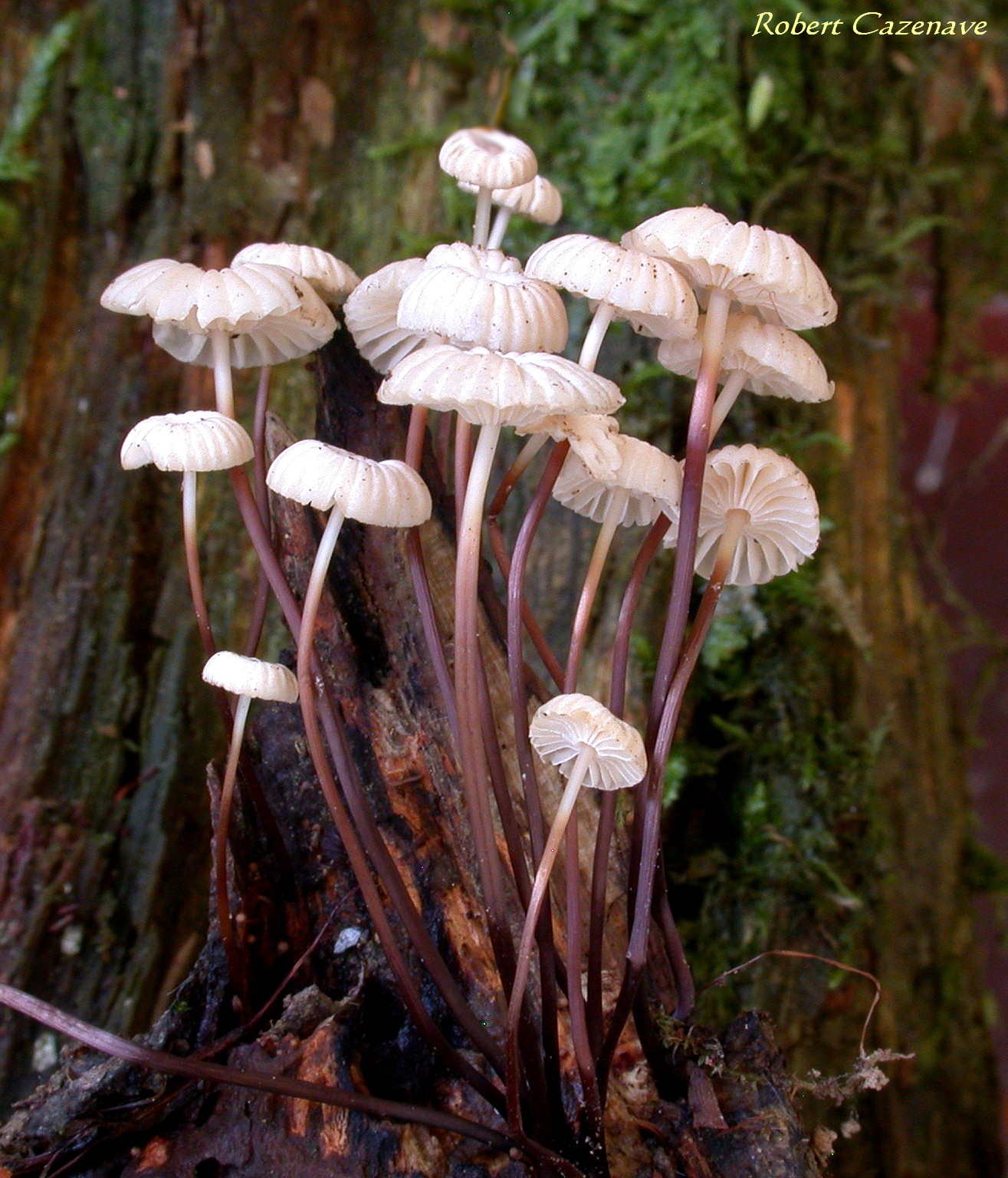 Marasmius rotula 15 07 2018 Esquiou