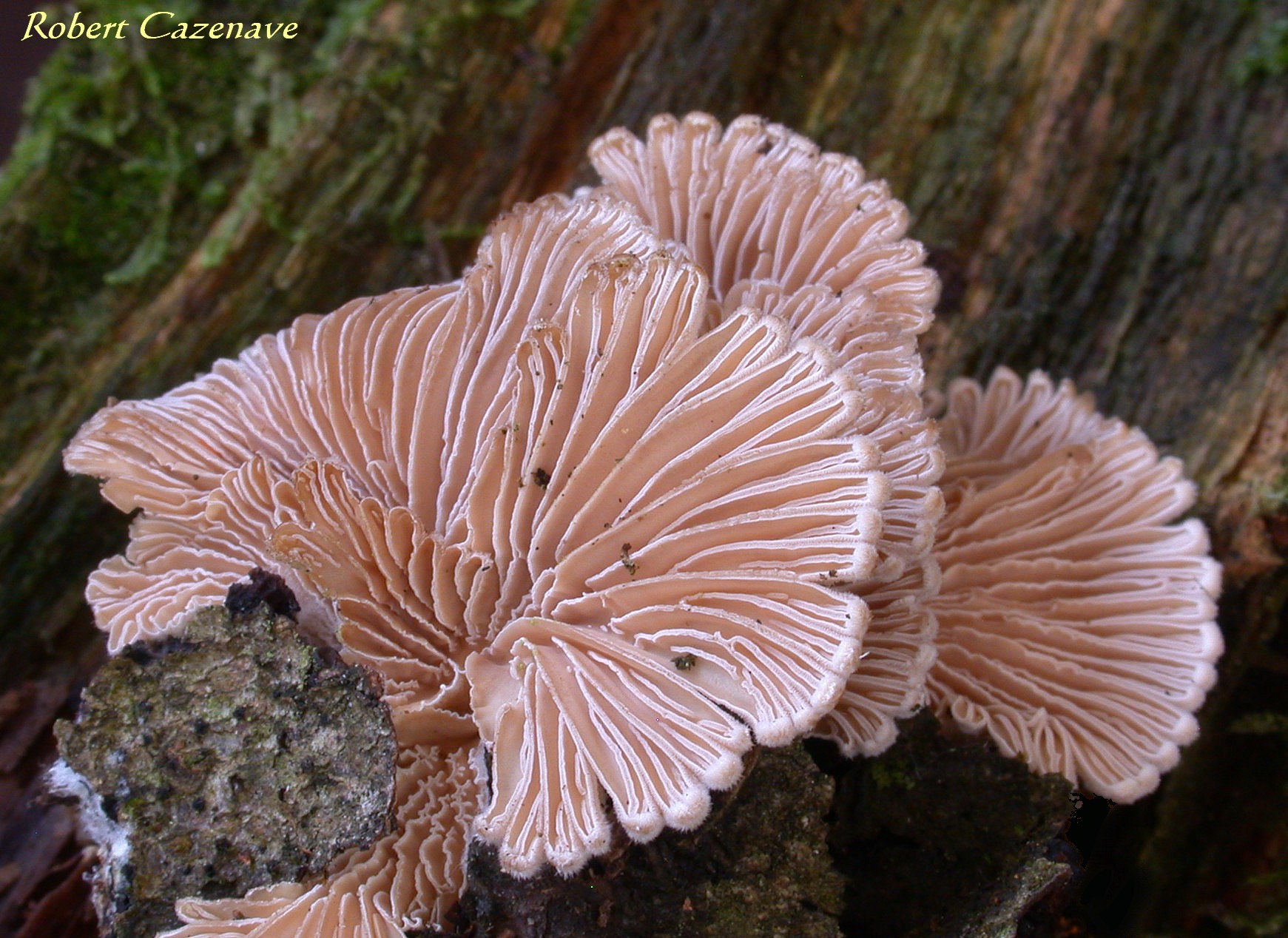 Schizophyllum commune