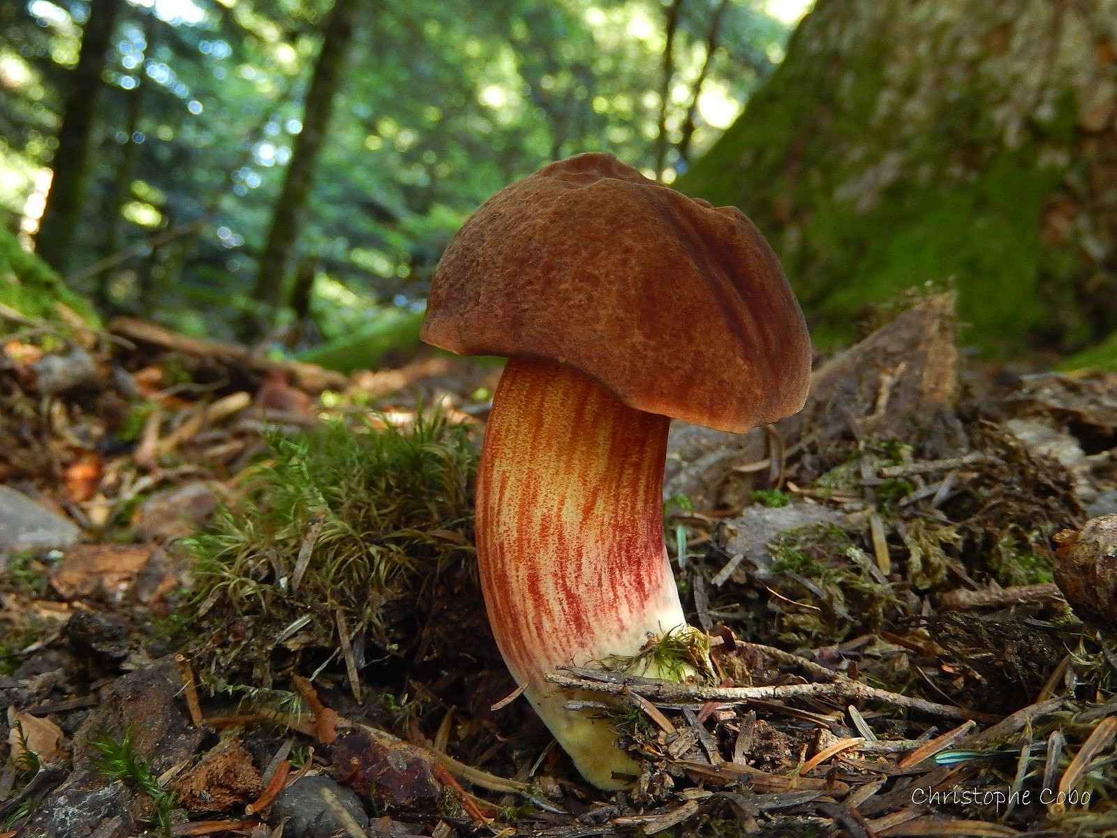 Boletus erythropus 2018 08 02 MOURGOUEILH