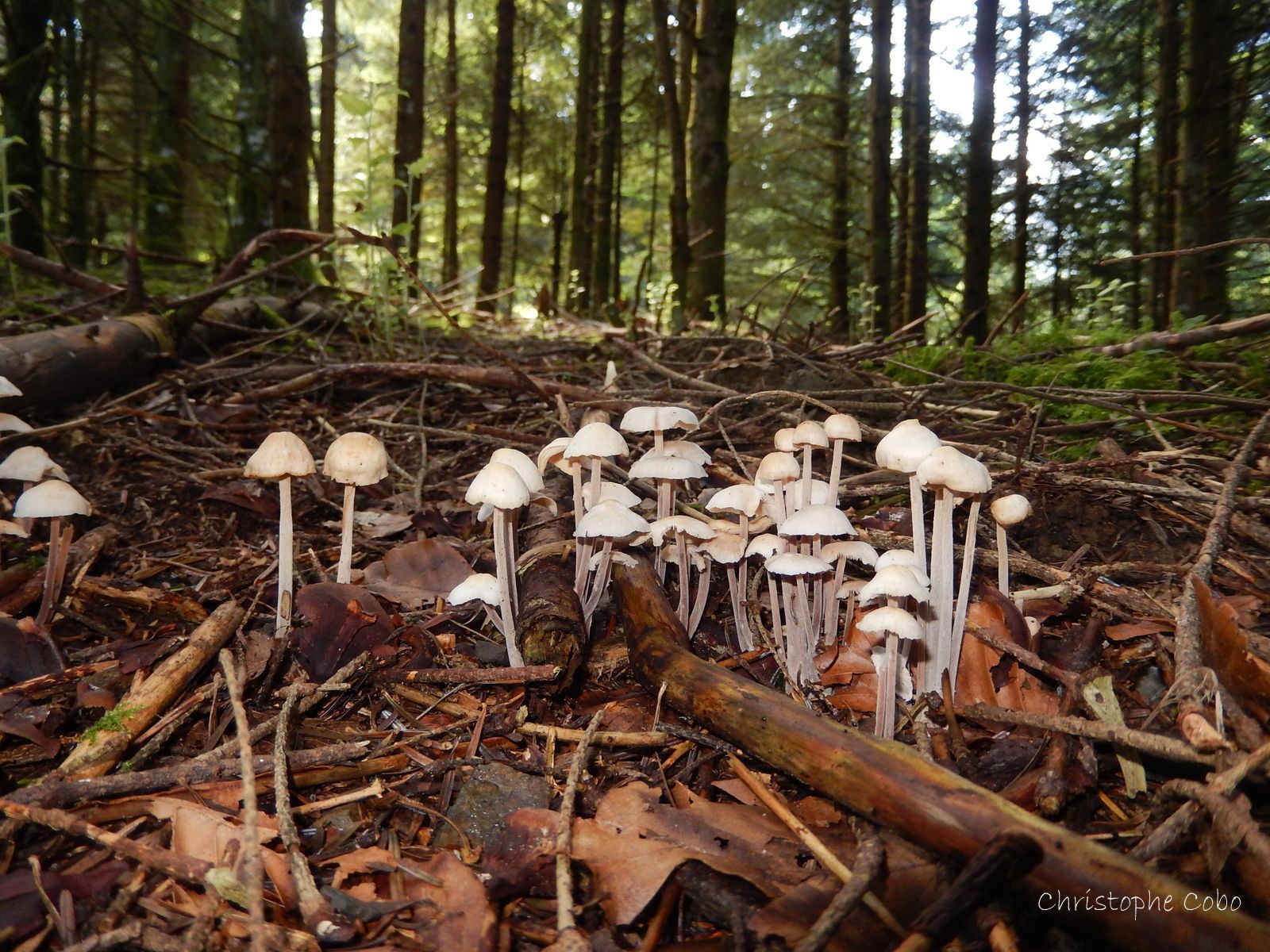 Collybia confluens 2018 08 02 MOURGOUEILH