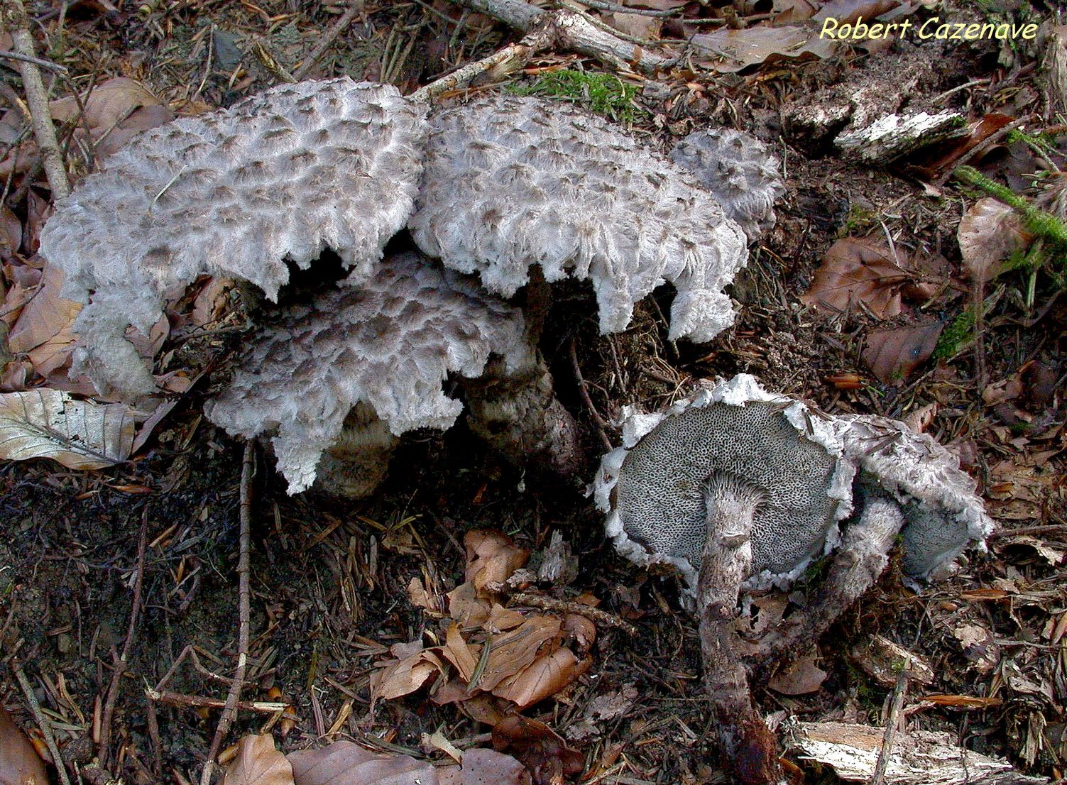 Strobilomyces strobilaceus 2018 08 02 MOURGOUEILH