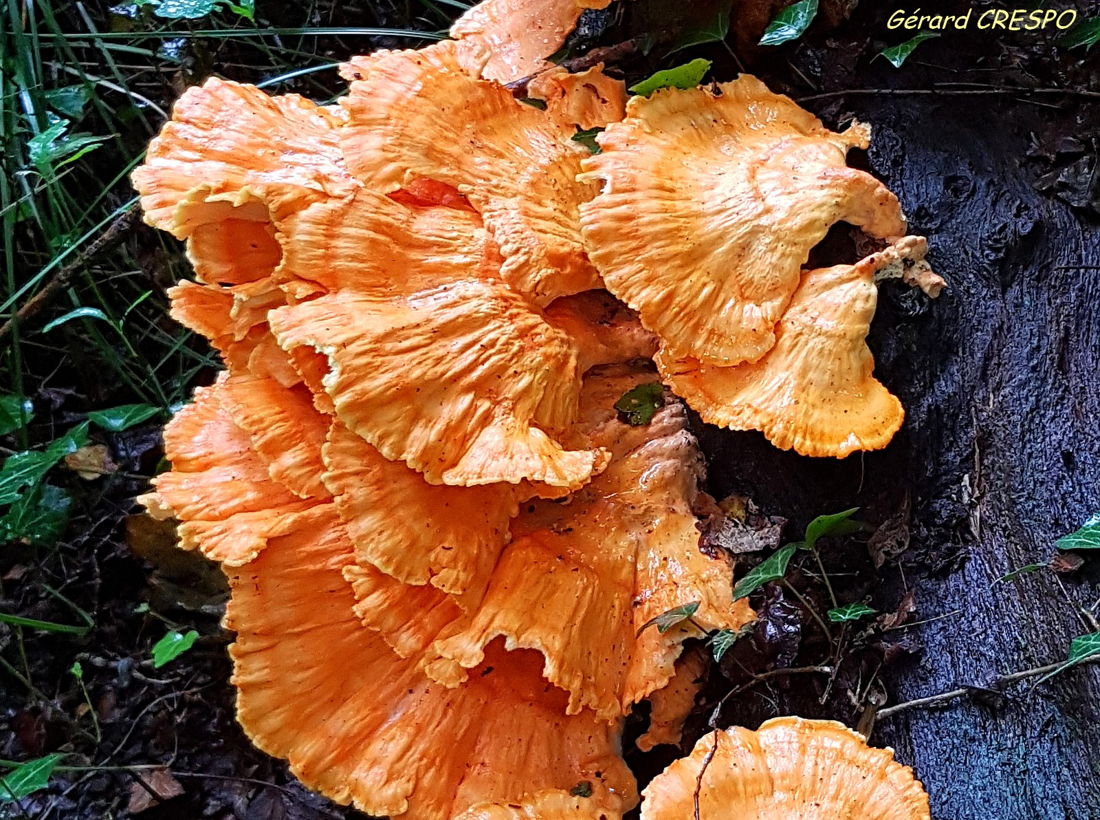 Laetiporus sulphureus 2018 08 18 LONS (3)