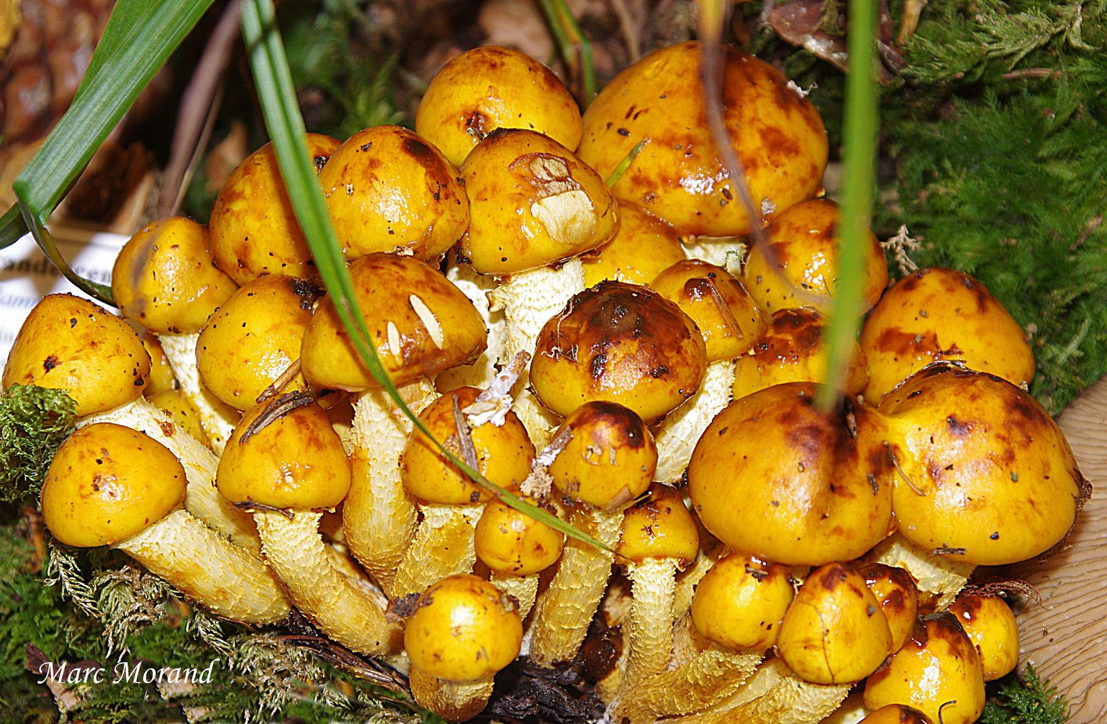 Pholiota adiposa 2018  8 19 Genos