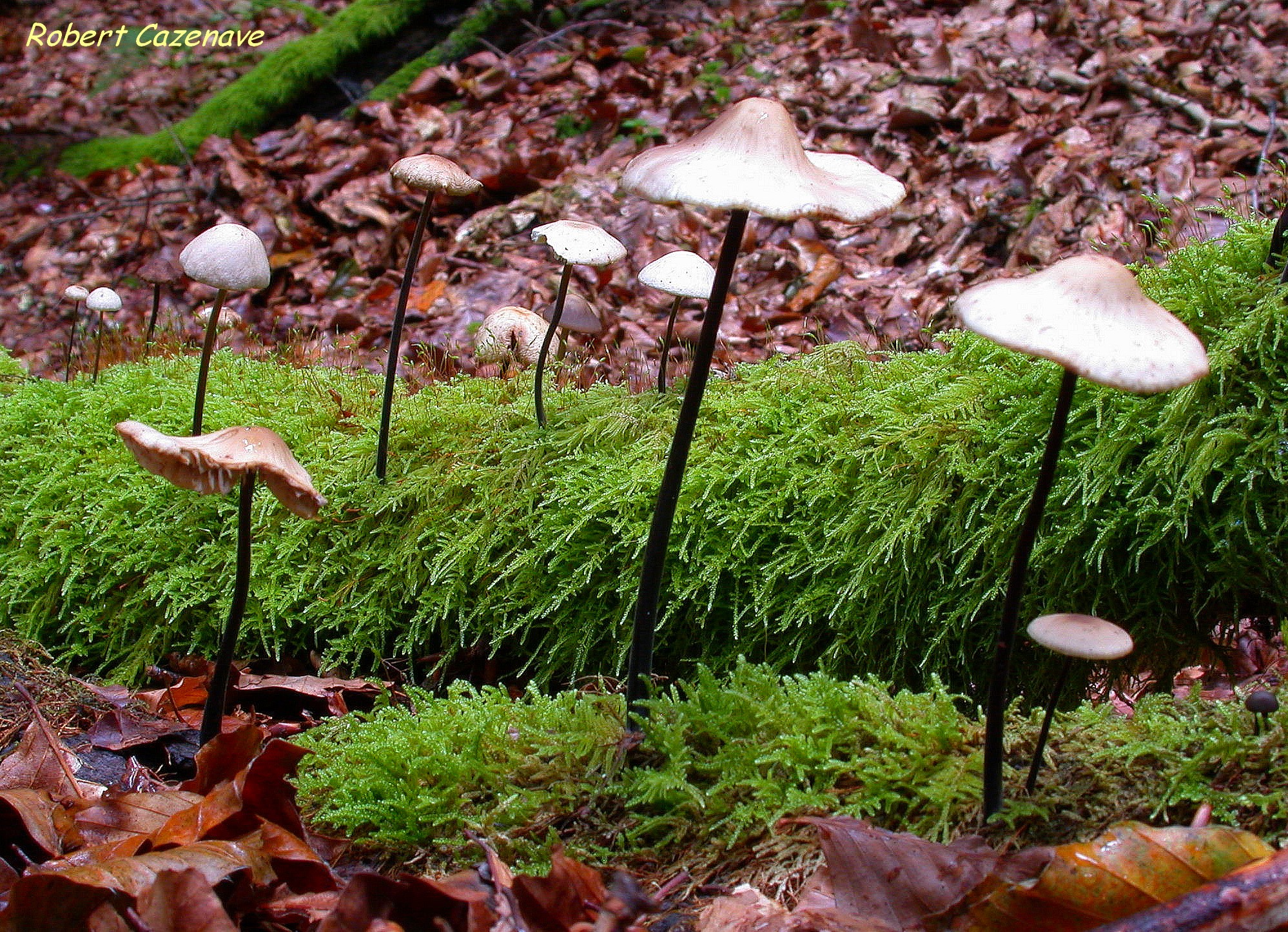 Marasmius alliaceus 2018 09 09 bois  d'Oubach