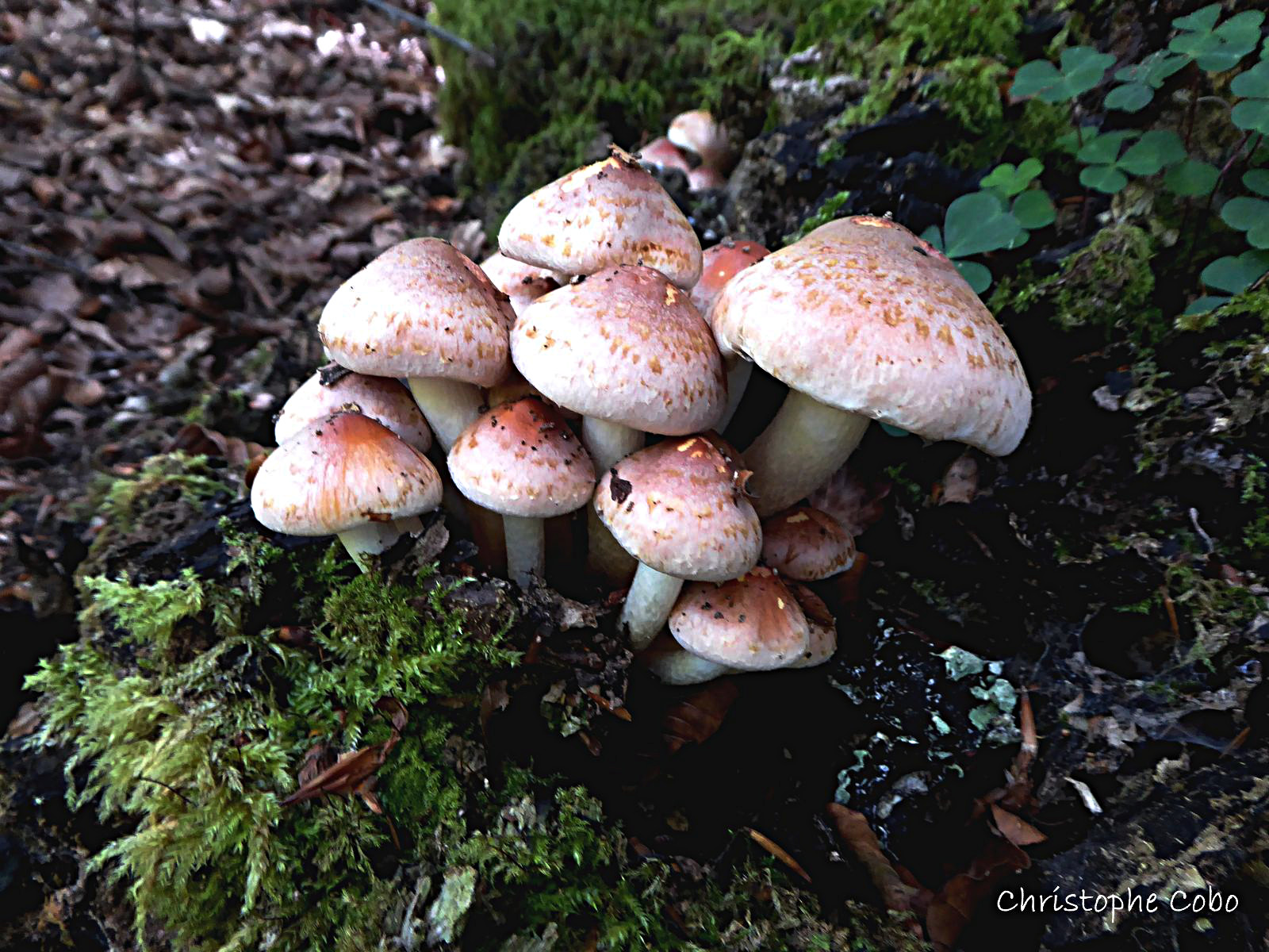 Hypholoma sublateritium 2018 09 23 forêt d'Arragnat