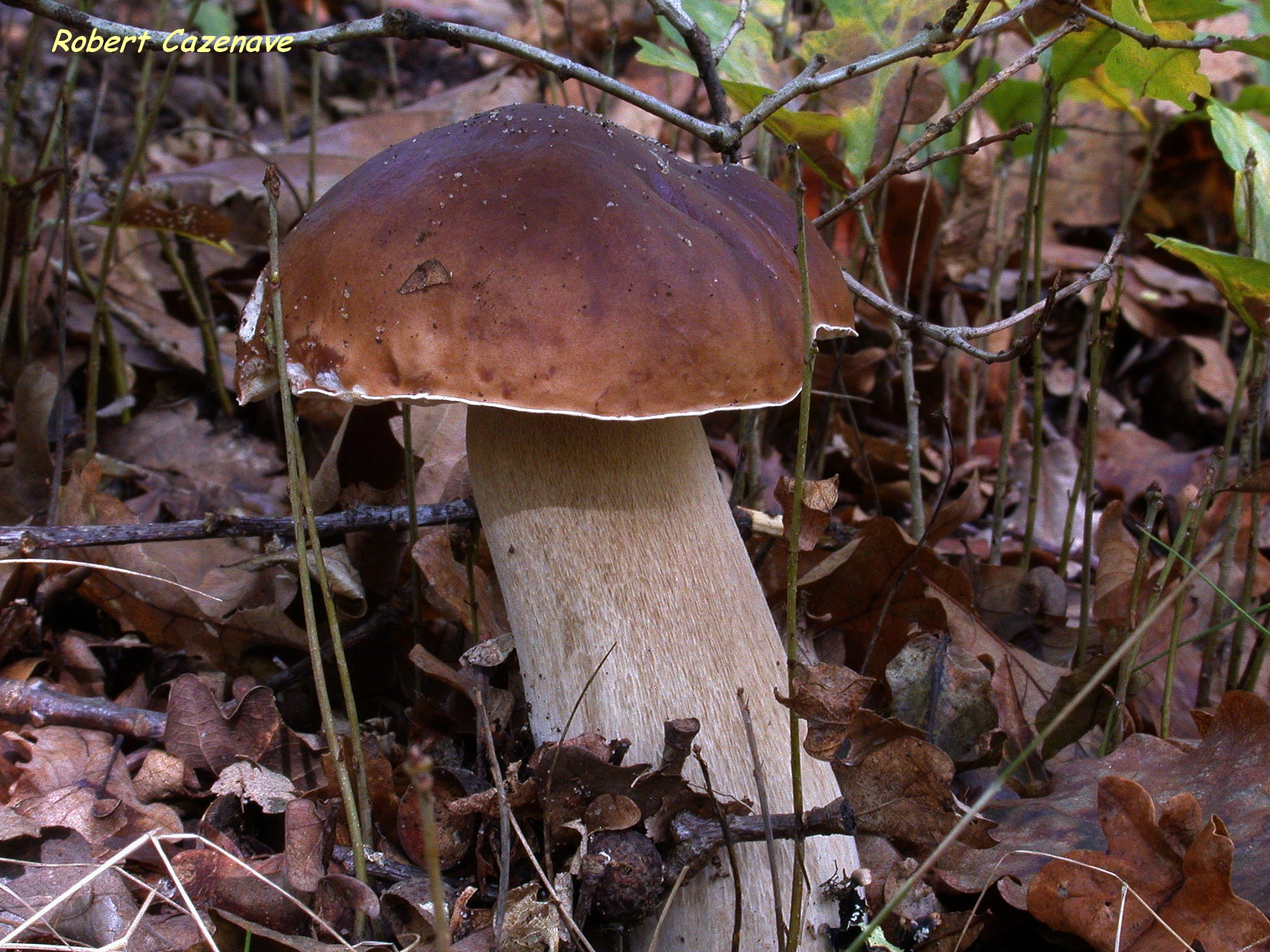 Boletus edulis 04 11 2018 Le Porge