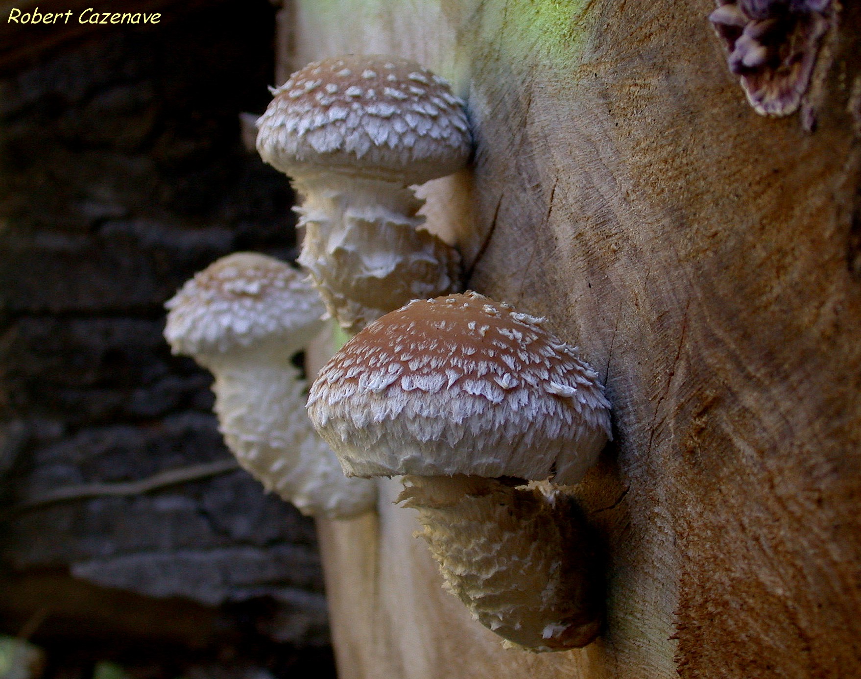 Hemipholiota populnea 04 11 2018 Le Porge 4