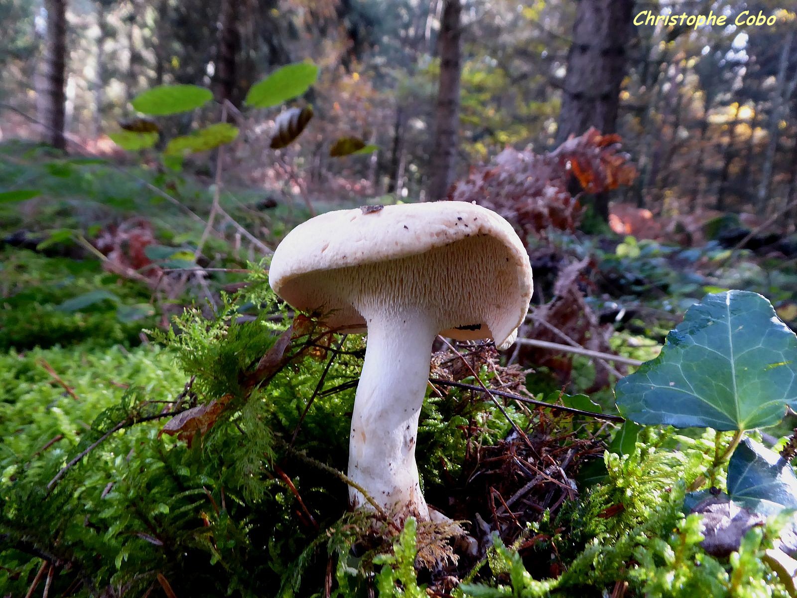 Hydnum repandum 2018 11 11 CANTAOUS