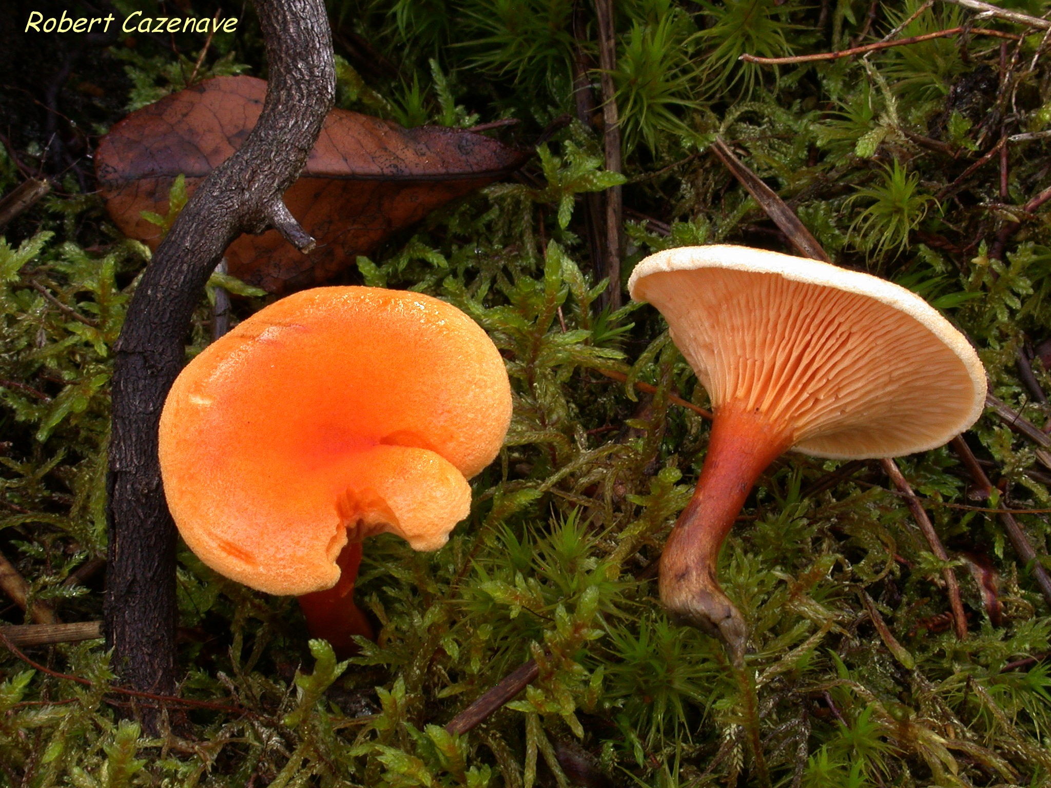 Hygrophoropsis aurantiaca 11 11 2018 Cantaous