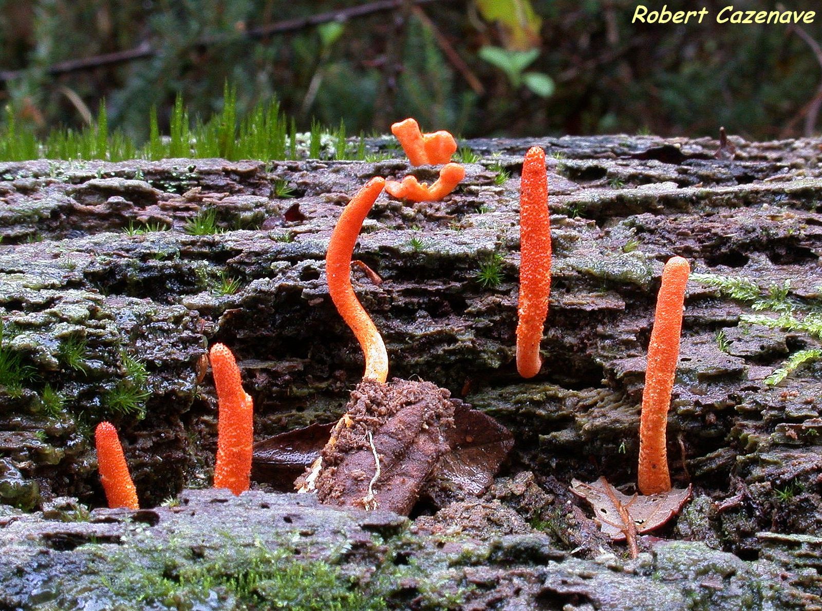 Cordyceps militaris 02 12 18 CAPBRETON