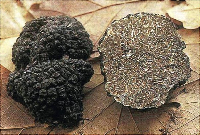 Tuber melanosporum