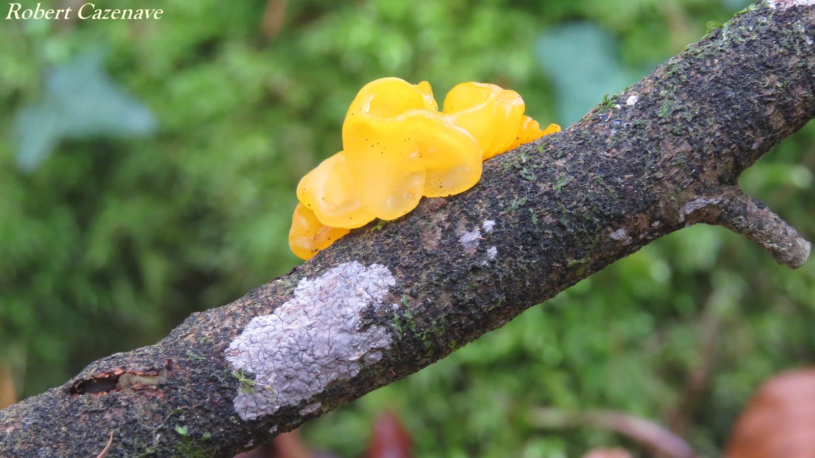 Tremella mesenterica et Peniophora cinerea 07 04 2019 Lourdes