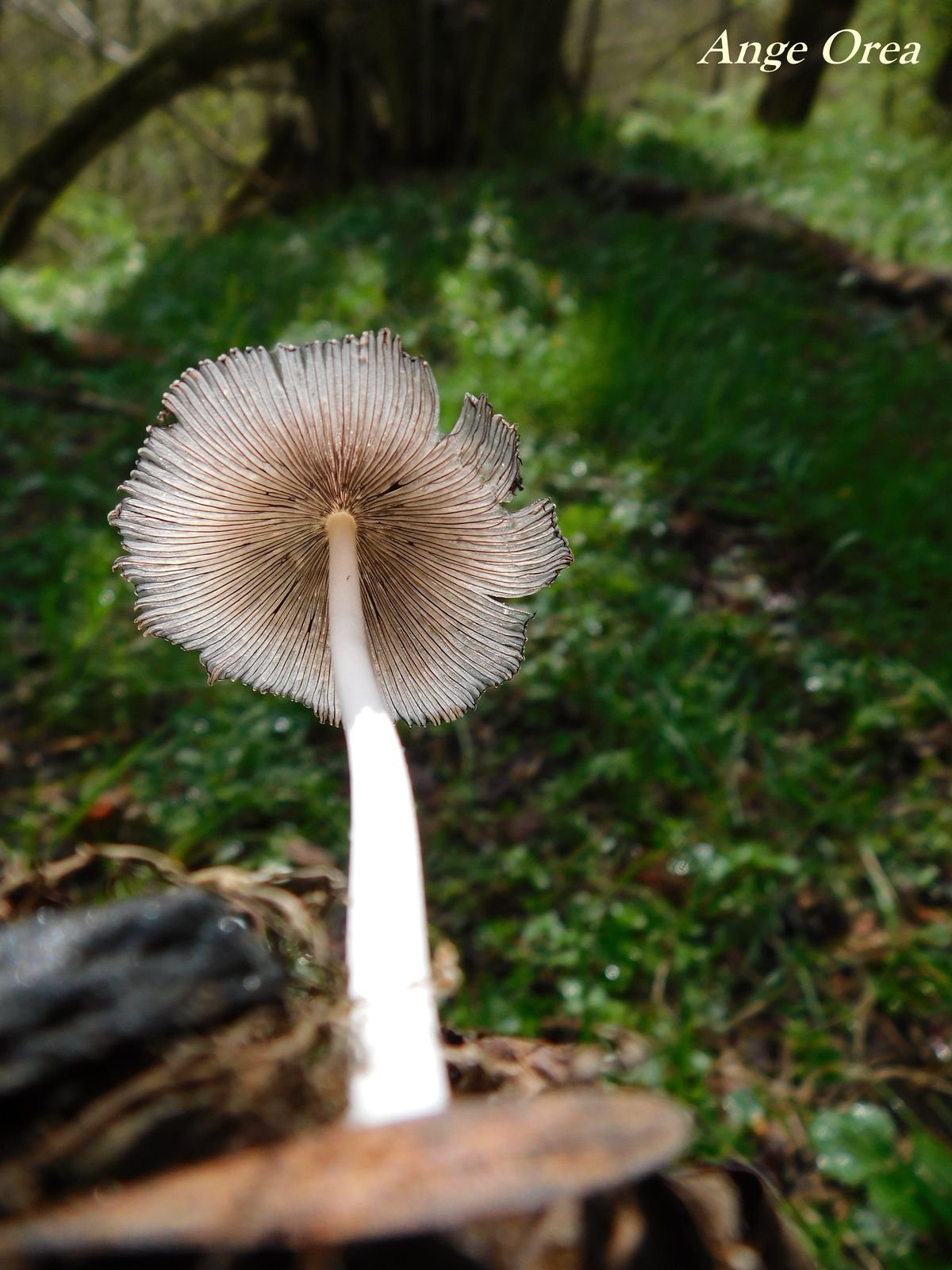 Coprinus plicatilis 20 04 2019 GENOS