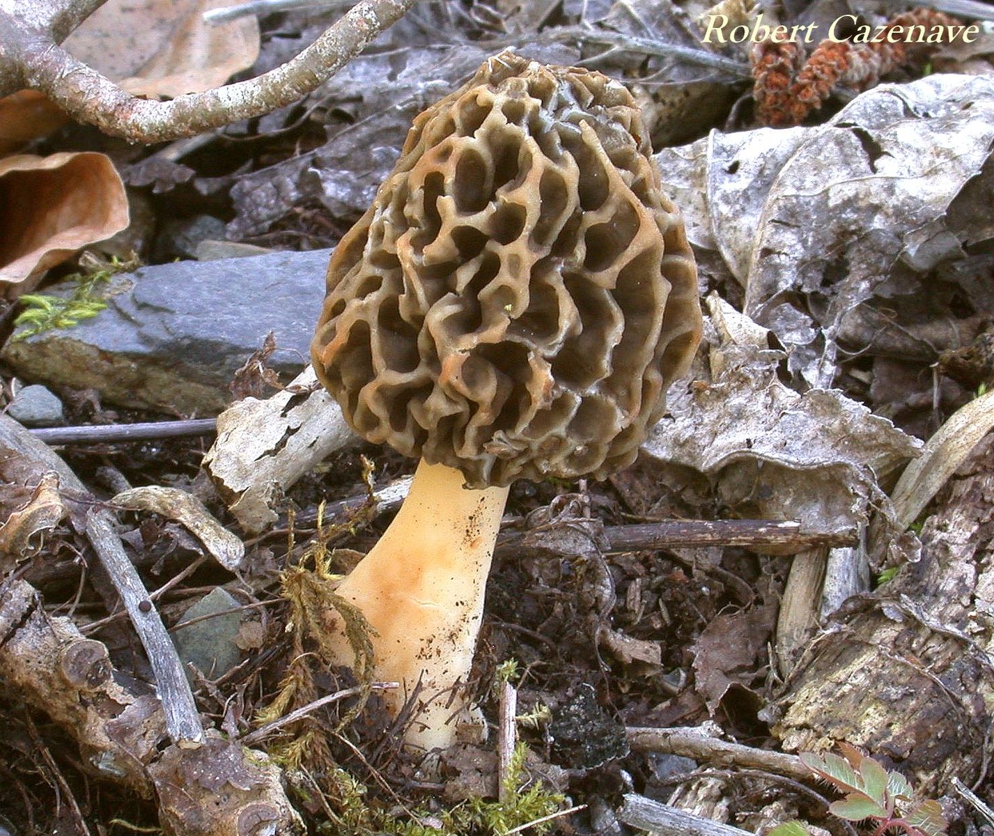 Morchella esculenta 20 04 2019 GENOS 4