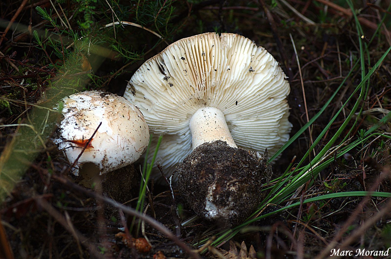 Amanita curtiper f. pseudovalens 05 052019 ONESSE