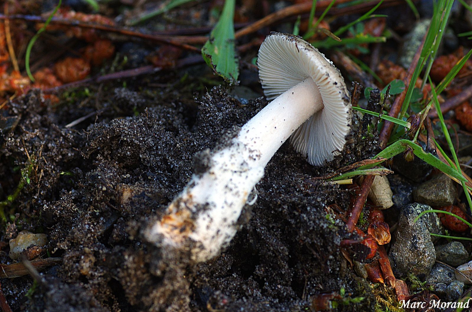 Onesse Amanita mairei 05 05 2019 ONESSE