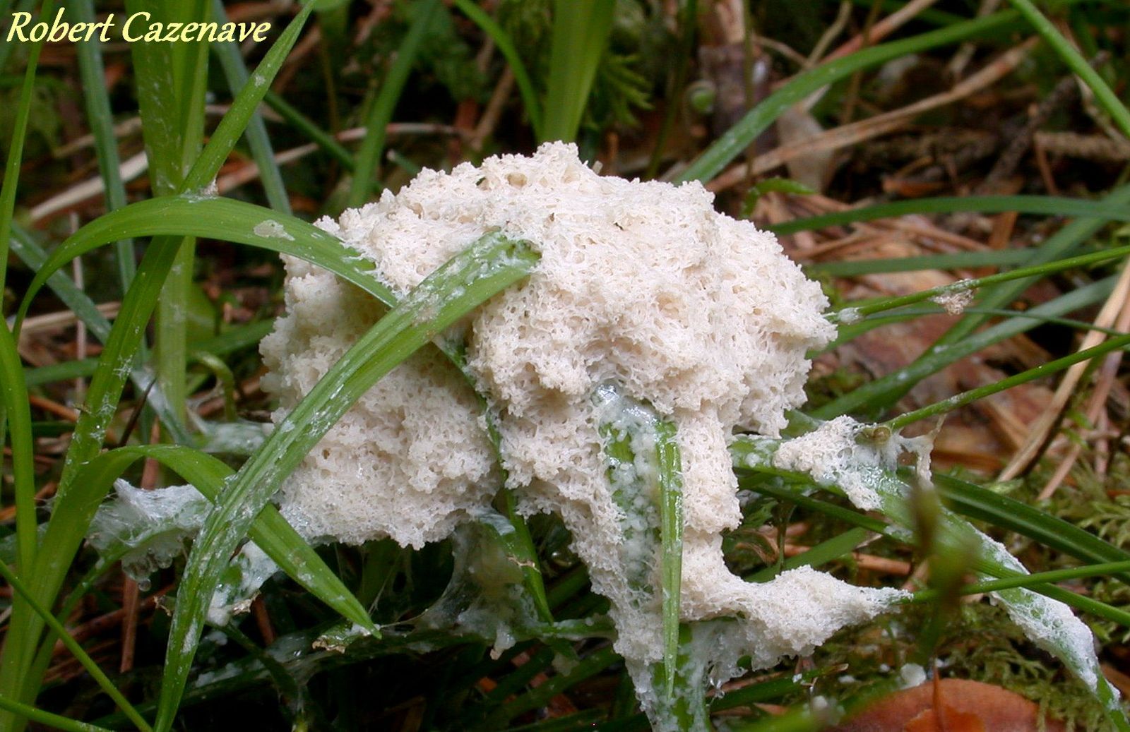 Fuligo cinerea 25 05 2019 PINETA