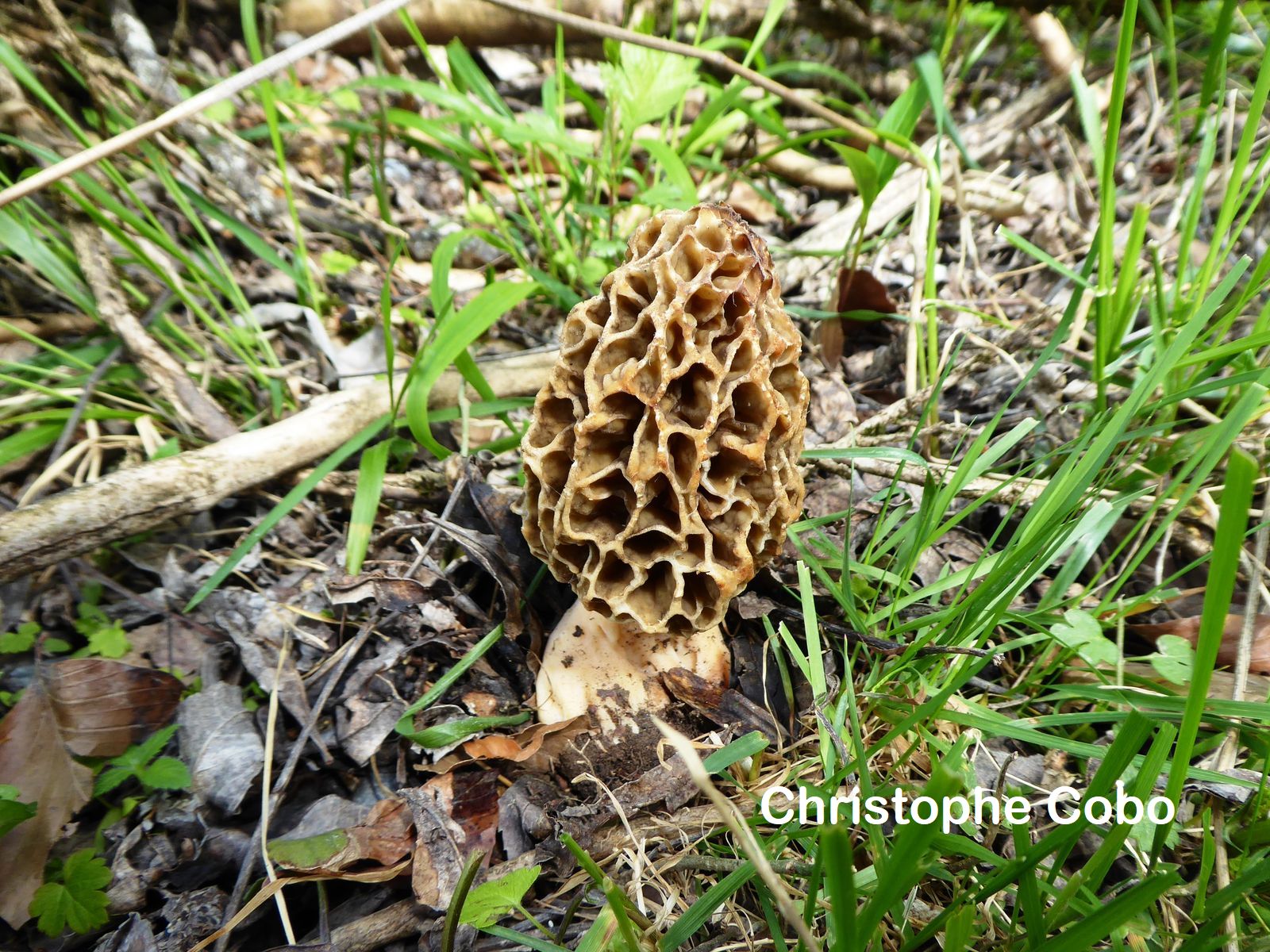 Morchella vulgaris 2 BIELSA 20190525