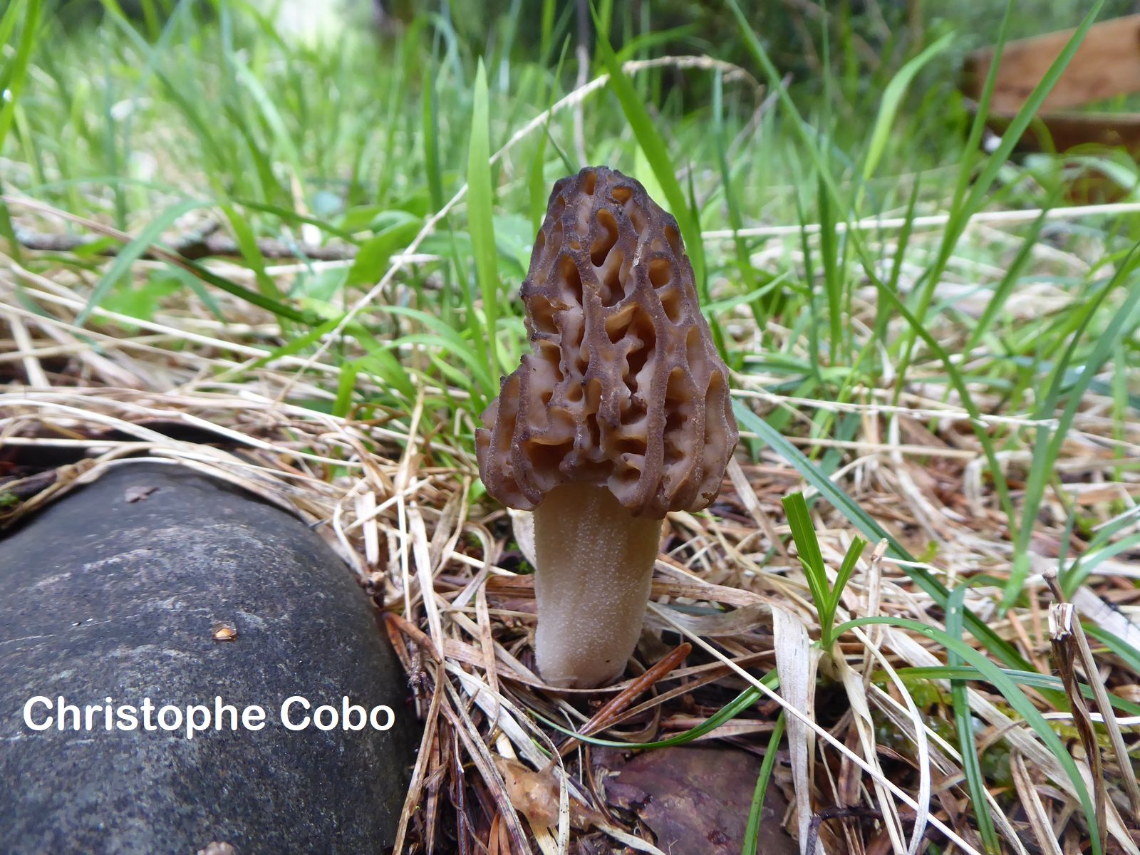 Morchella vulgaris BIELSA 20190525