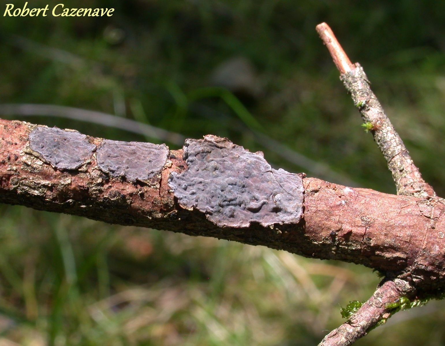 Peniophora picea 25 05 2019 PINETA