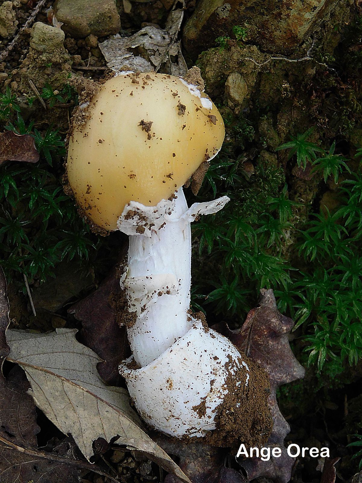 Amanita junquillea 02 06 2019 Bois de Mourle