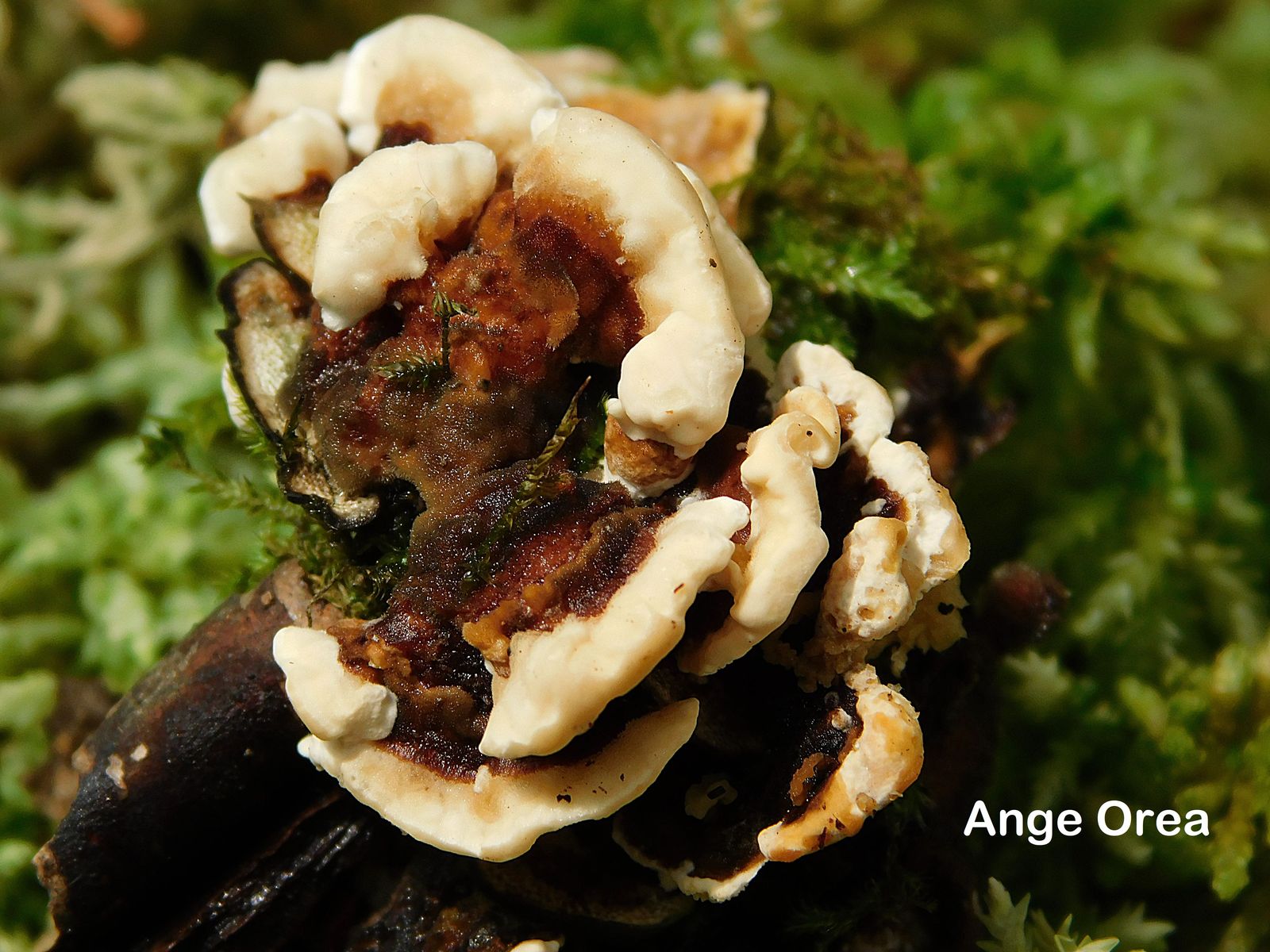 Trametes versicolor 02 06 2019 Bois de Mourle 2