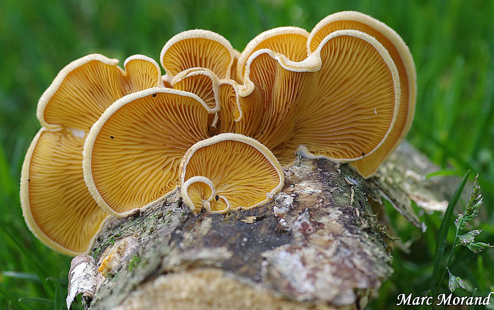 Phyllotopsis nidulans 2019 06 23 Estaing 03