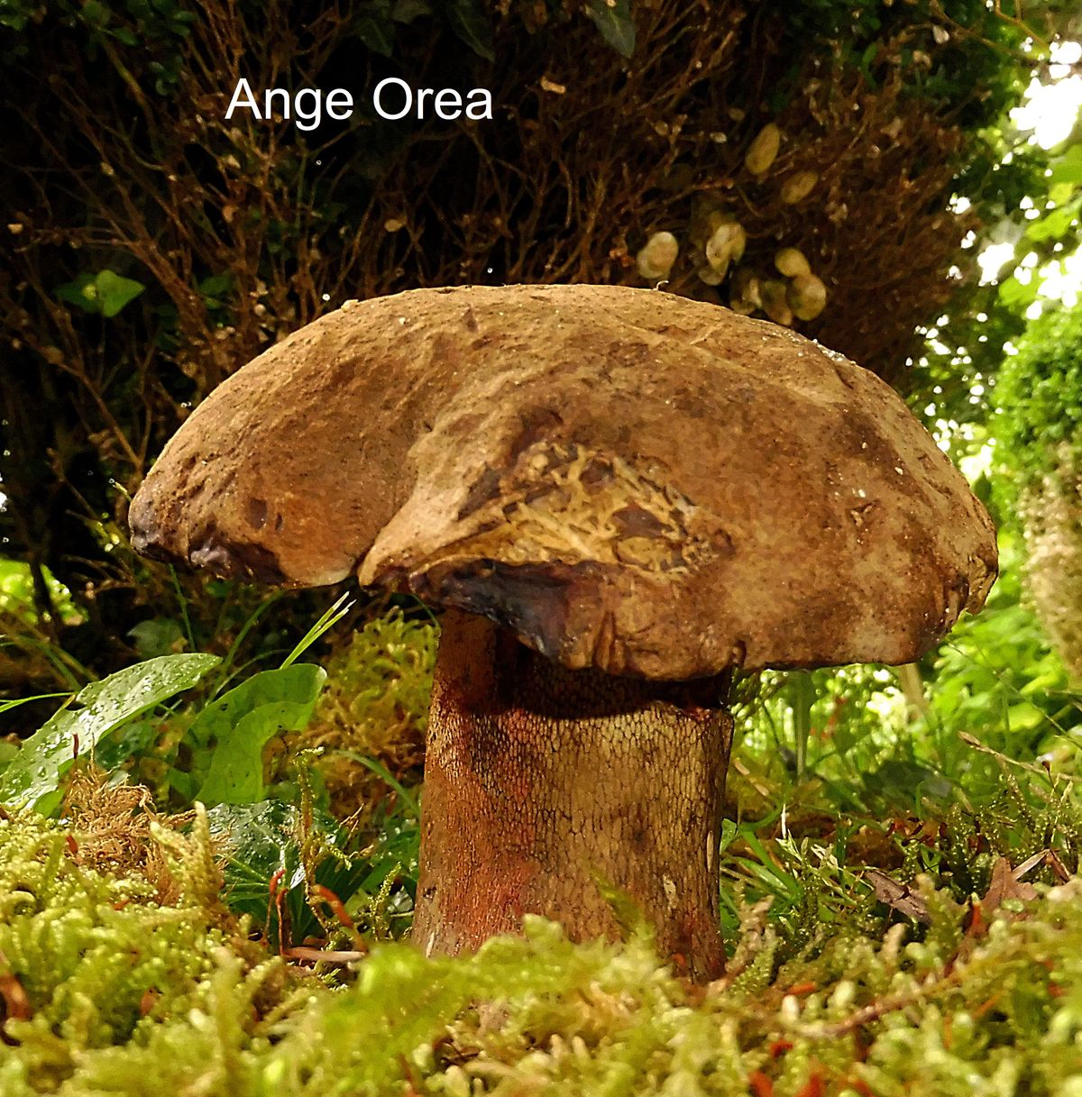 Boletus calopus