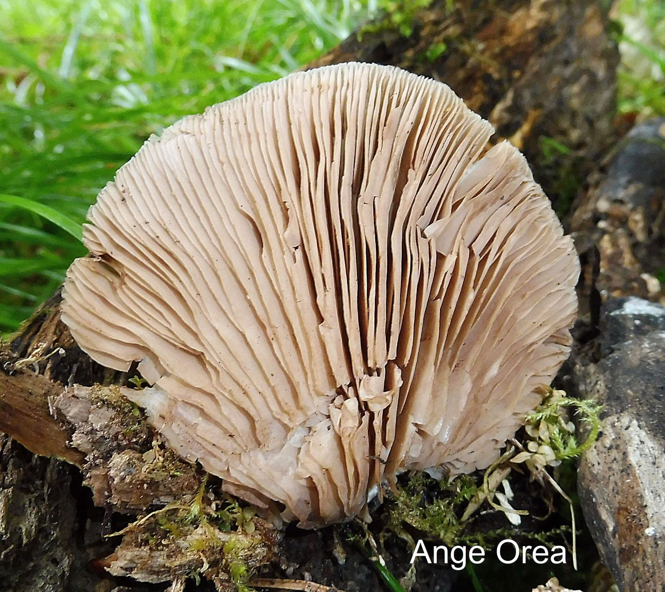 Crepidotus applanatus