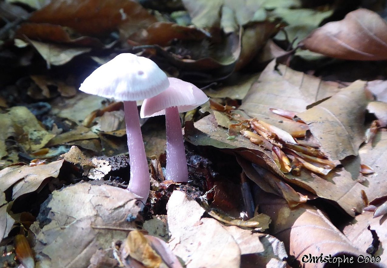 Mycena pura 17 08 2019 BERGONS