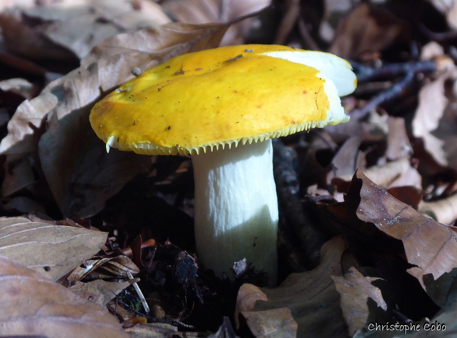 Russula aurea 17 08 2019 BERGONS