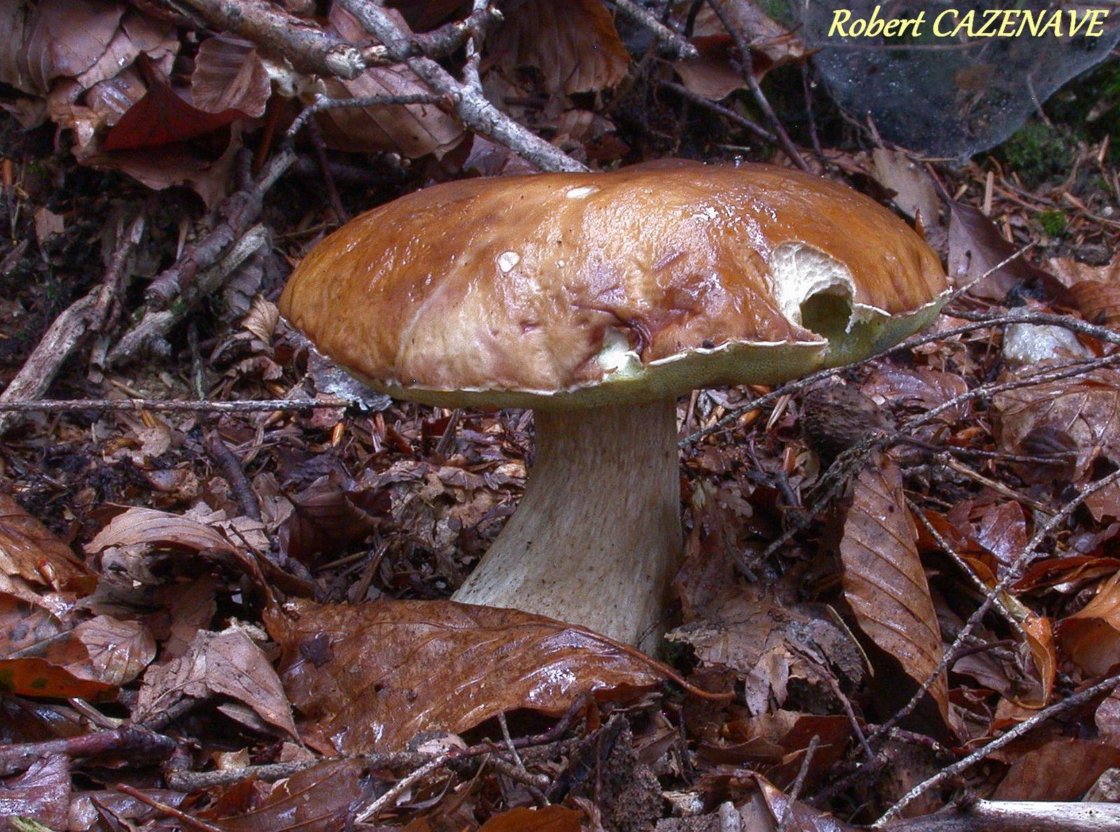 Boletus edulis 01 09 2019 SIREIX