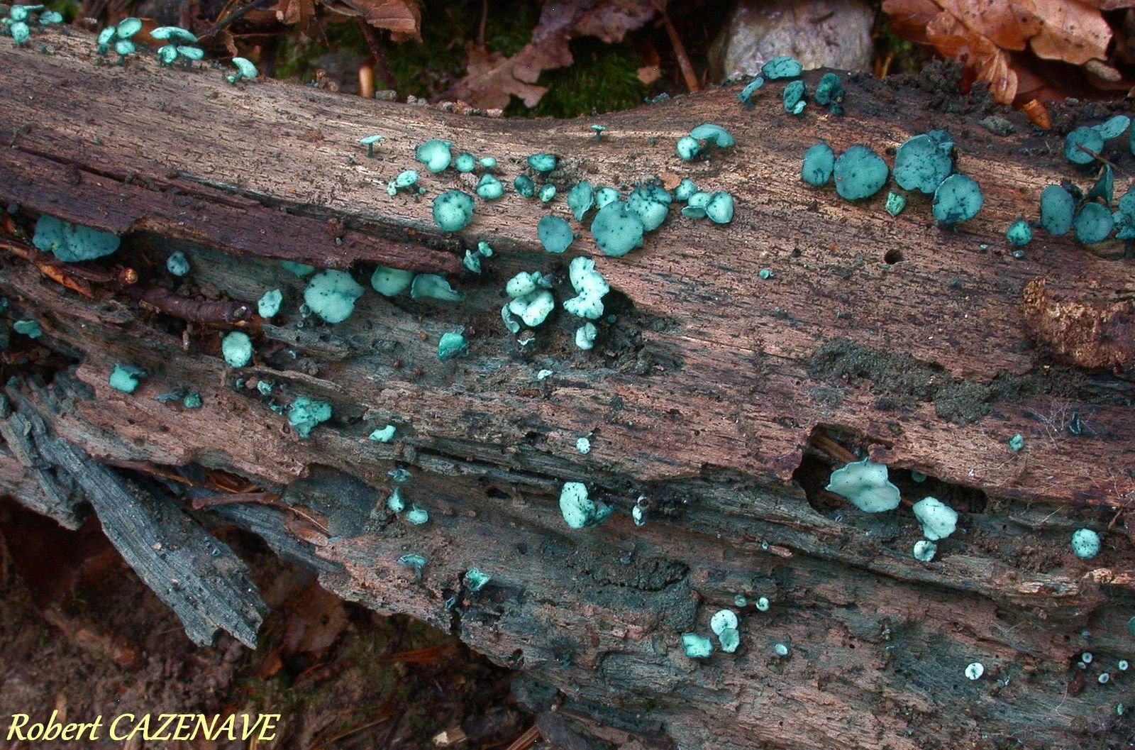 Chlorociboria aeruginascens 01 09 2019 SIREIX