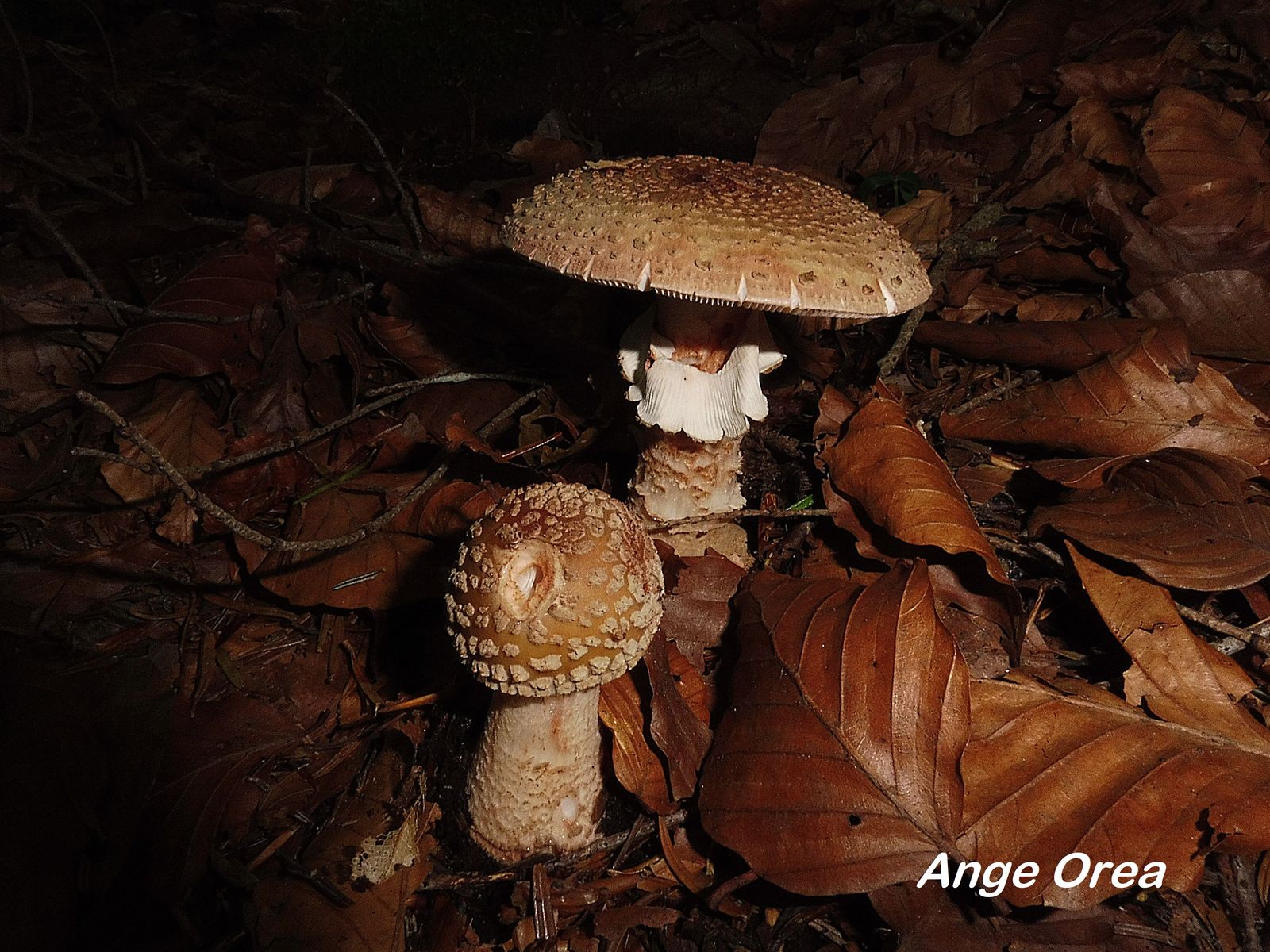 Amanita rubescens 2019 09 14 Le Tech